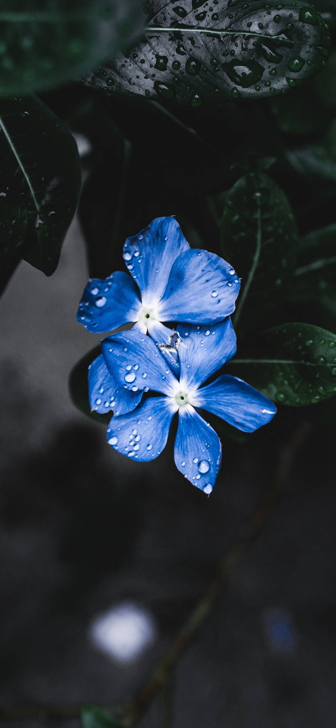 en blå blomst med vanddråber på Wallpapers