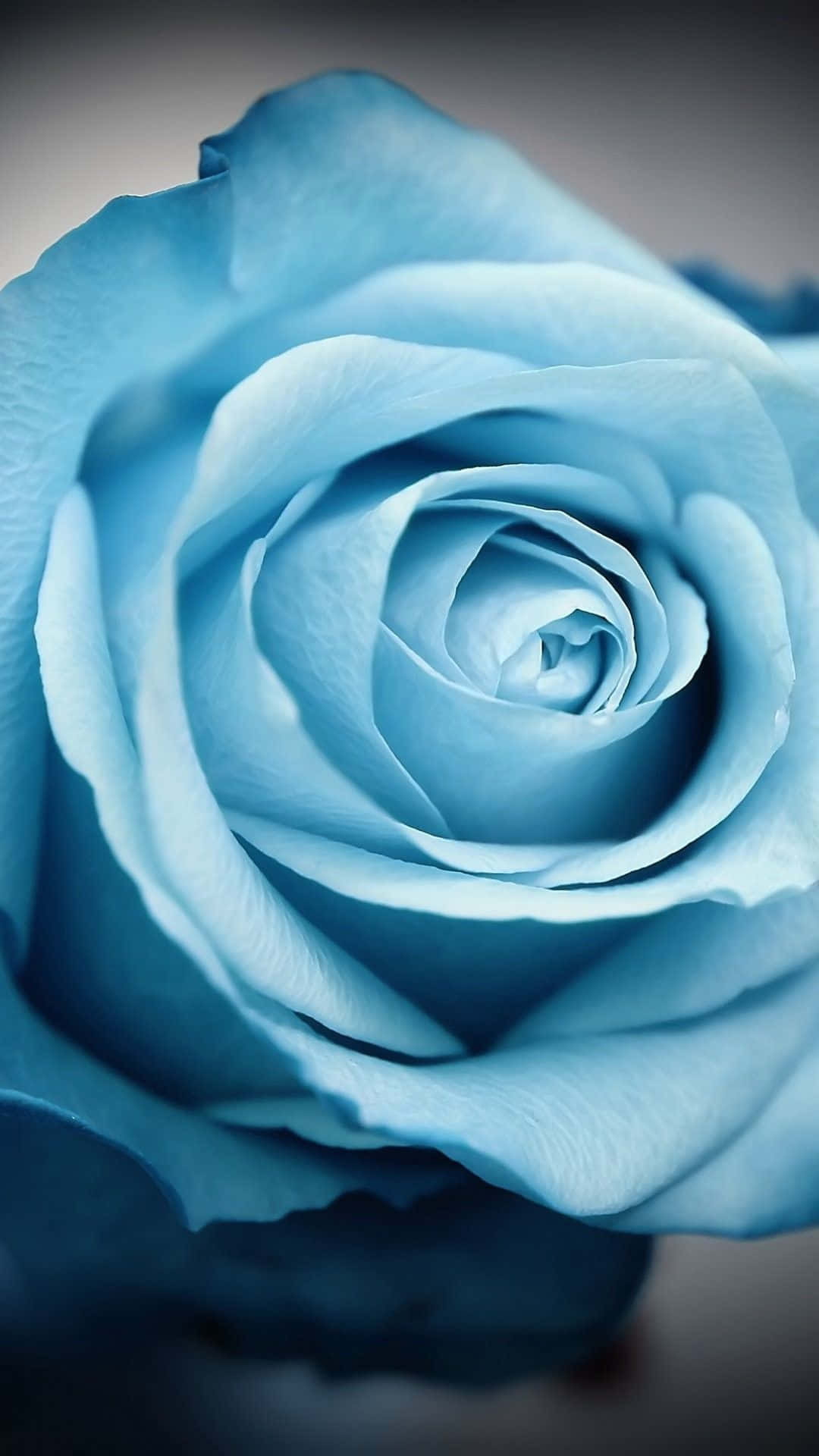 en blå rose vises mod en sort baggrund Wallpapers