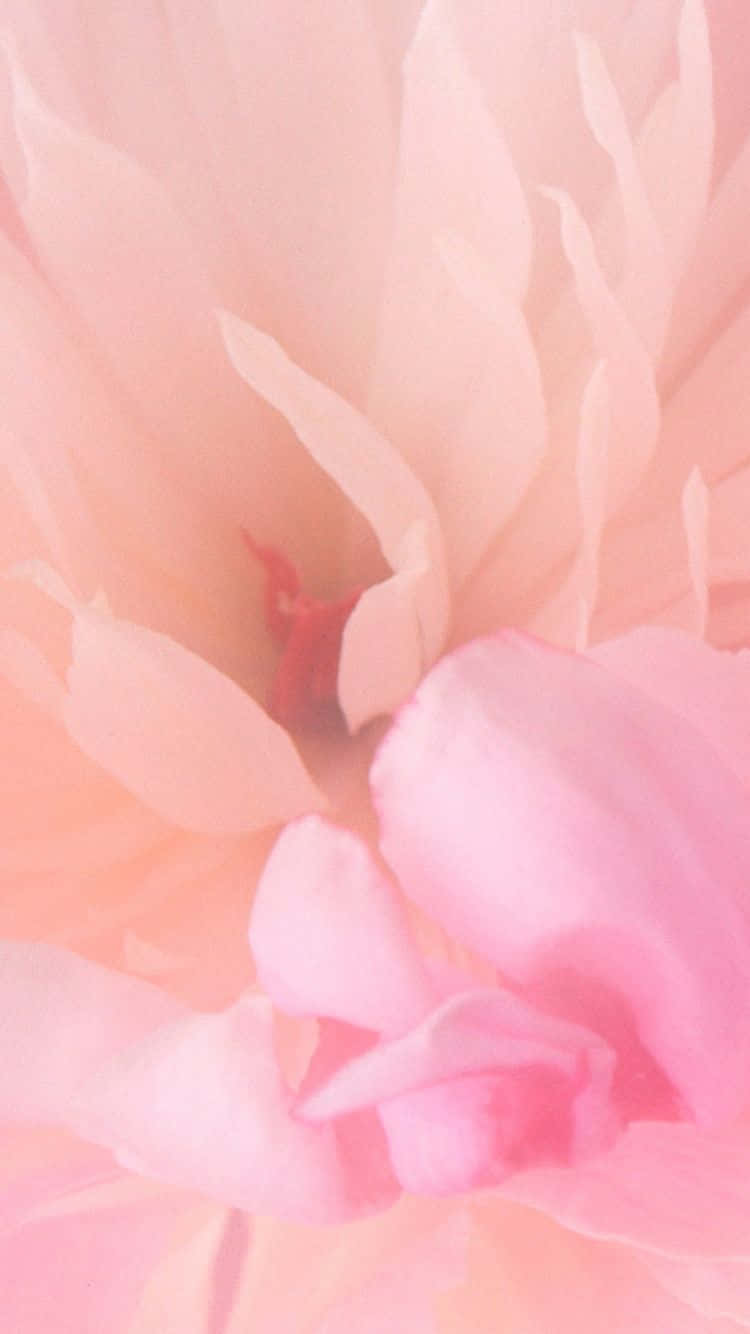 En blød, smuk lyserød blomst mod en grøn baggrund Wallpapers