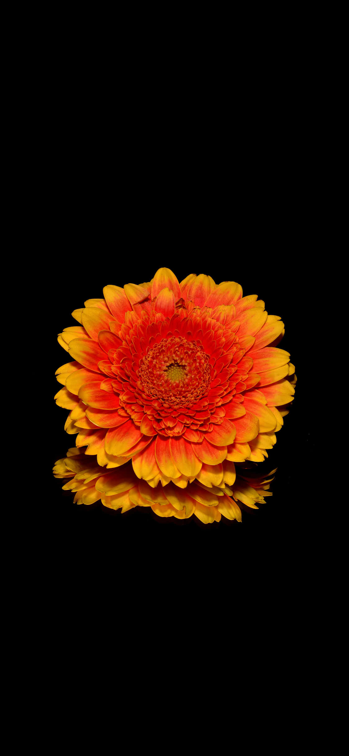 en blomst er i vandet Wallpapers
