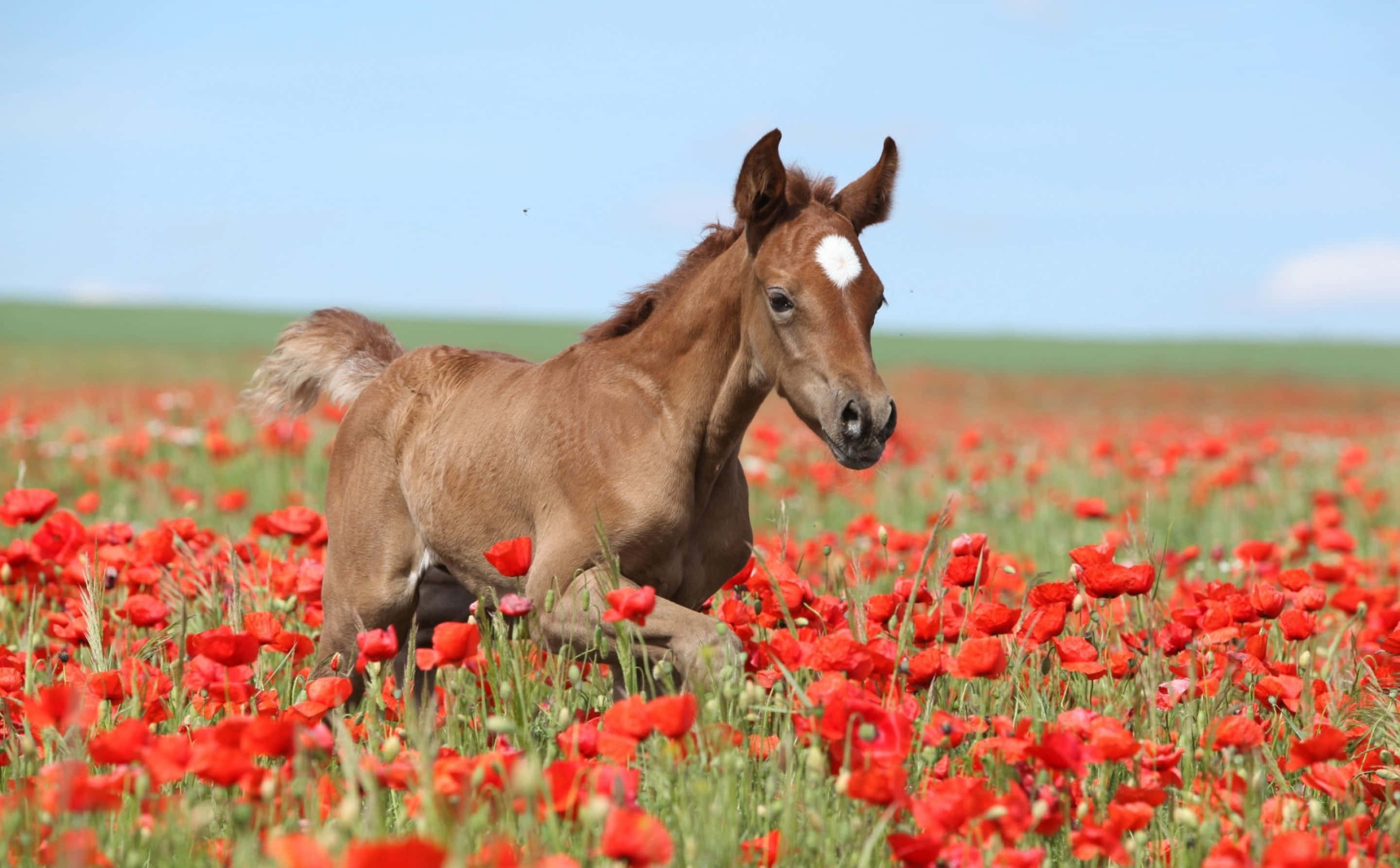 en brun hest, der løber gennem et felt af røde valmuer Wallpapers