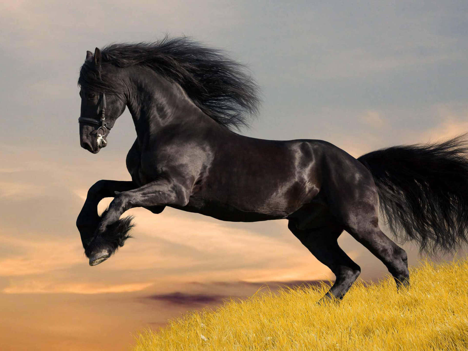 En brun hest galopperer gennem en græsmark Wallpapers
