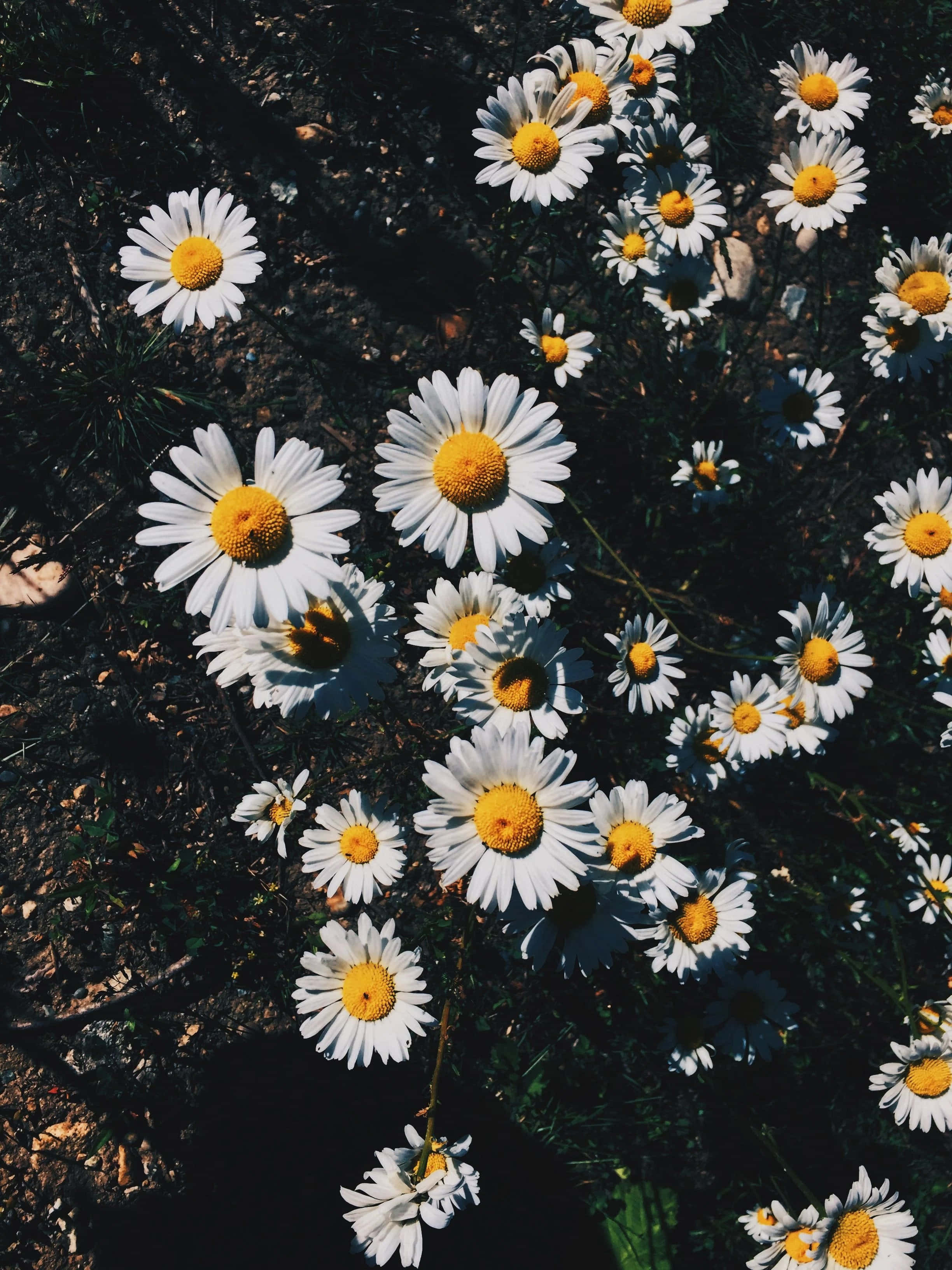"En buket af levende æstetiske blomster" Wallpapers