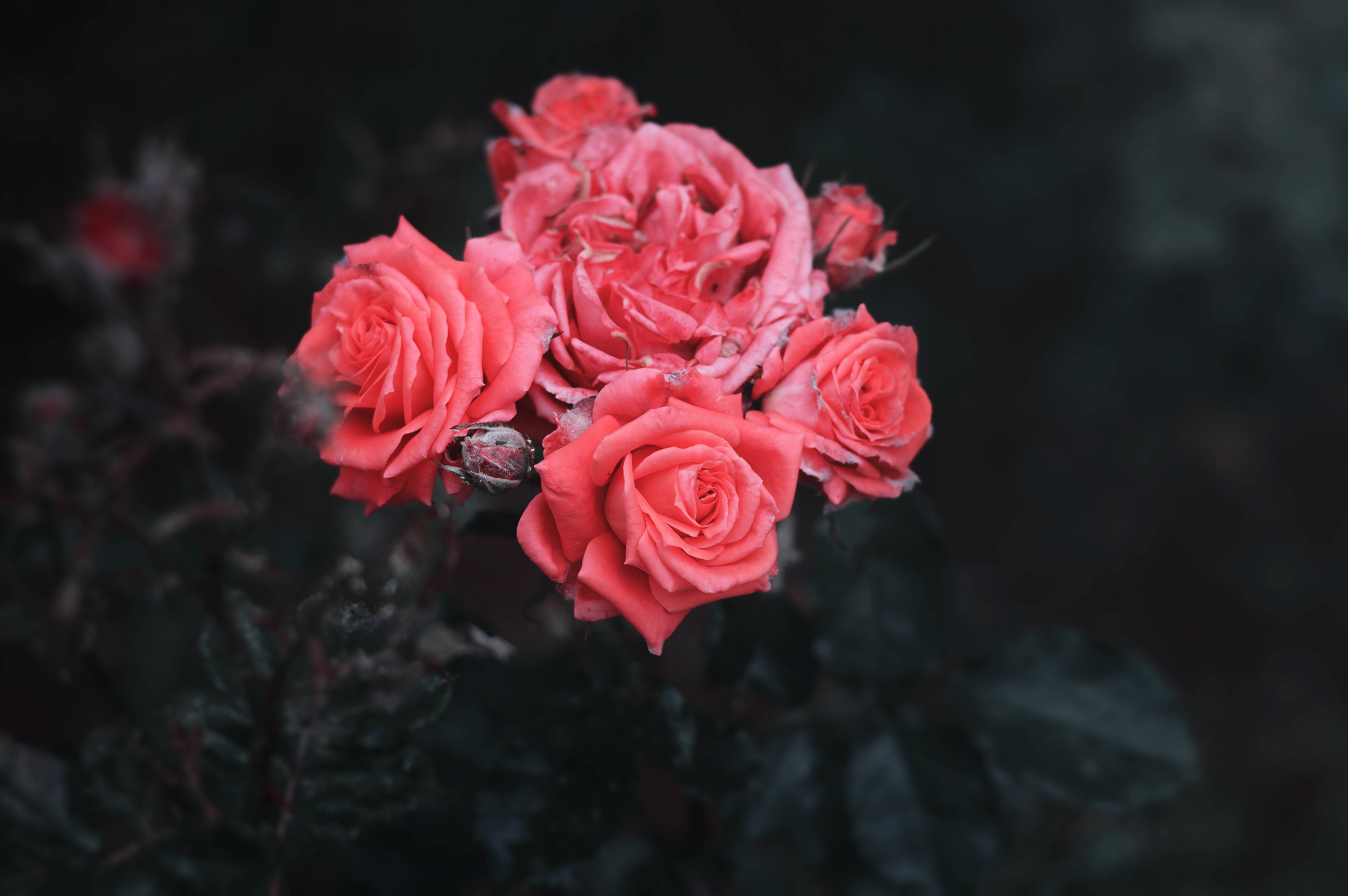 en buket lyserøde roser i mørket Wallpapers