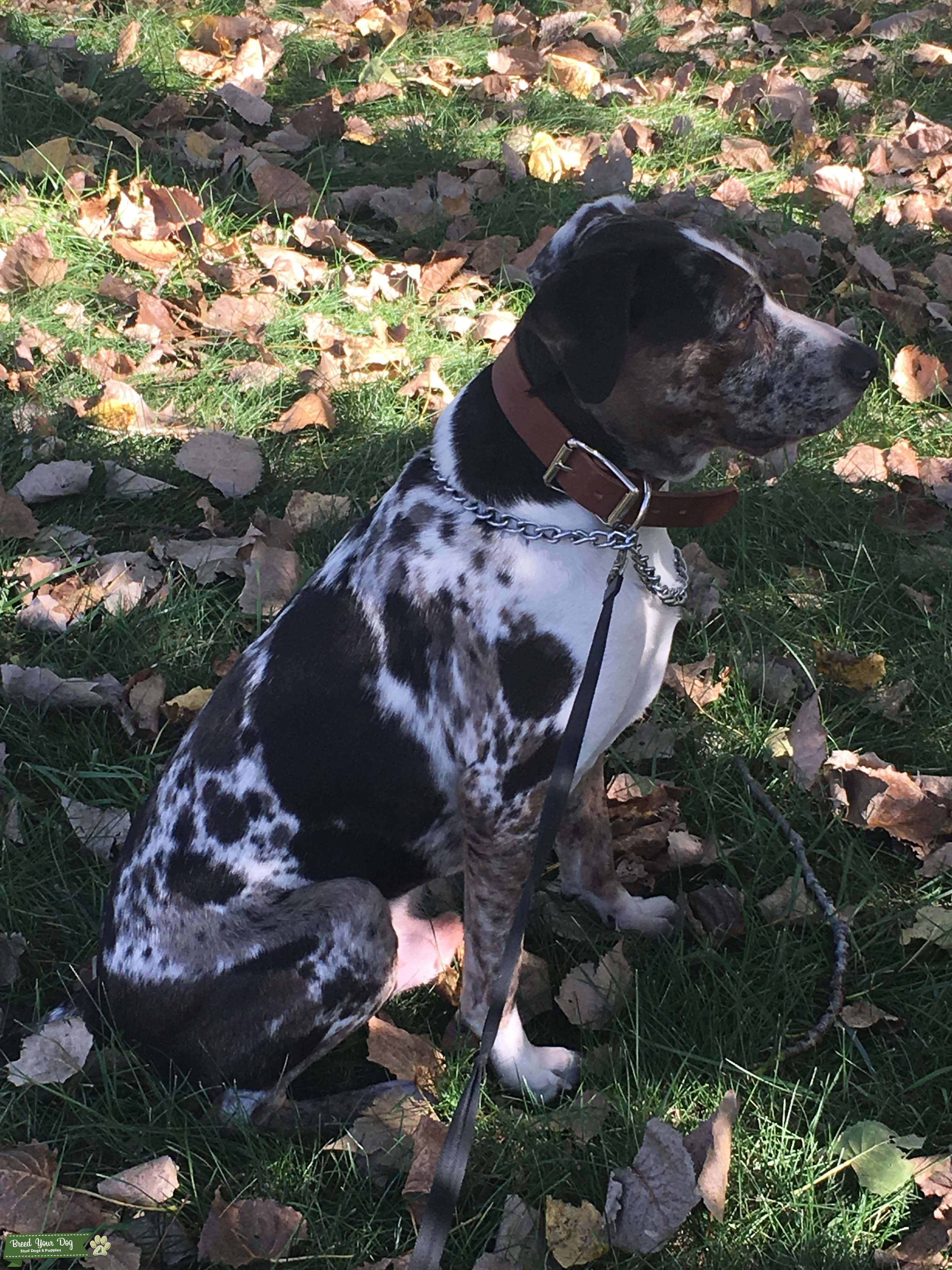 En Catahoula Leopard Hund der sidder i solen Wallpapers