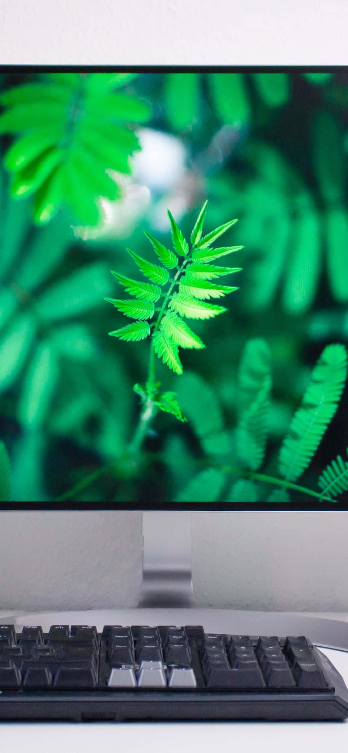en computerskærm med en grøn skærm Wallpapers