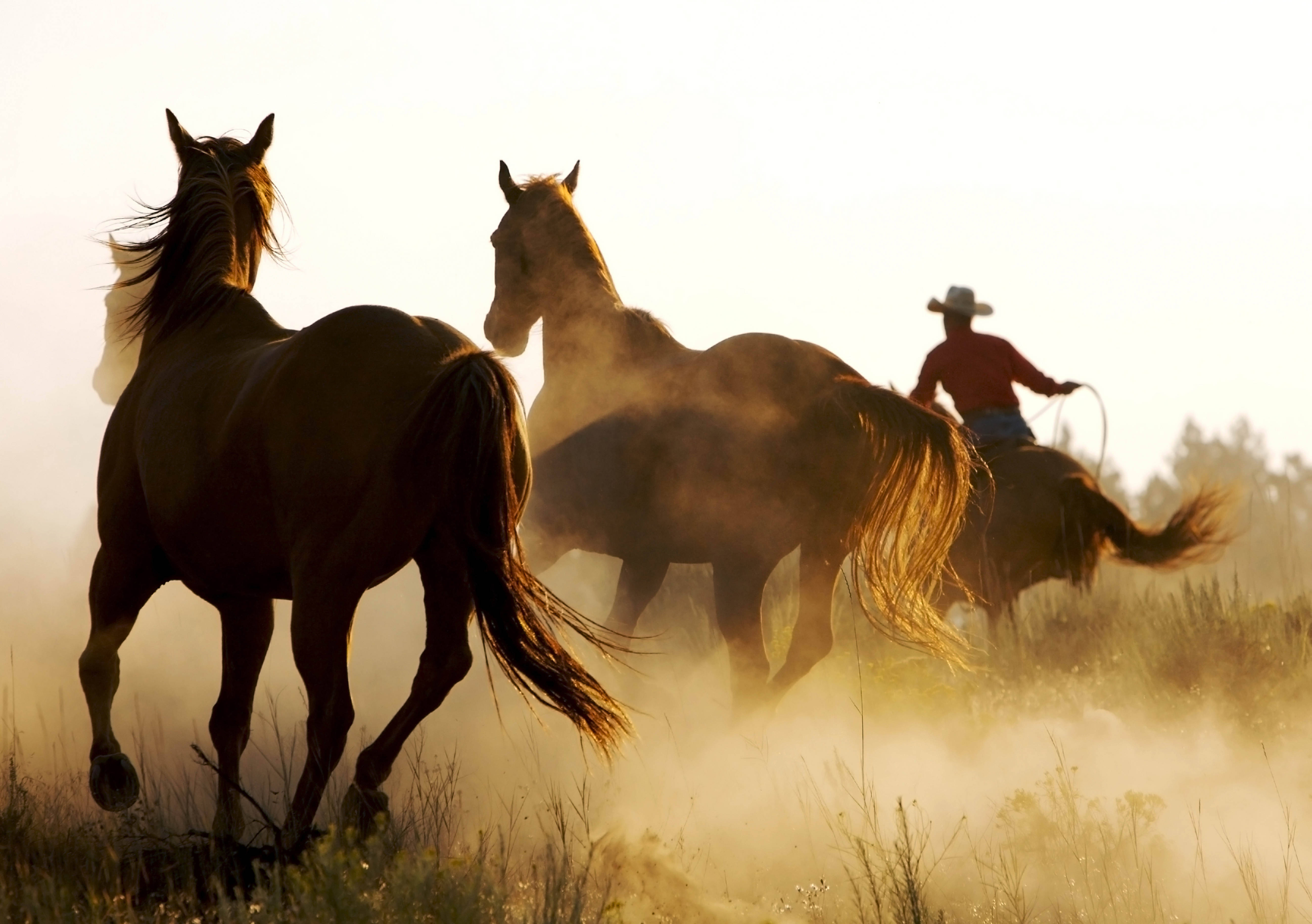 En cowboy, der passer godt på sine heste Wallpapers