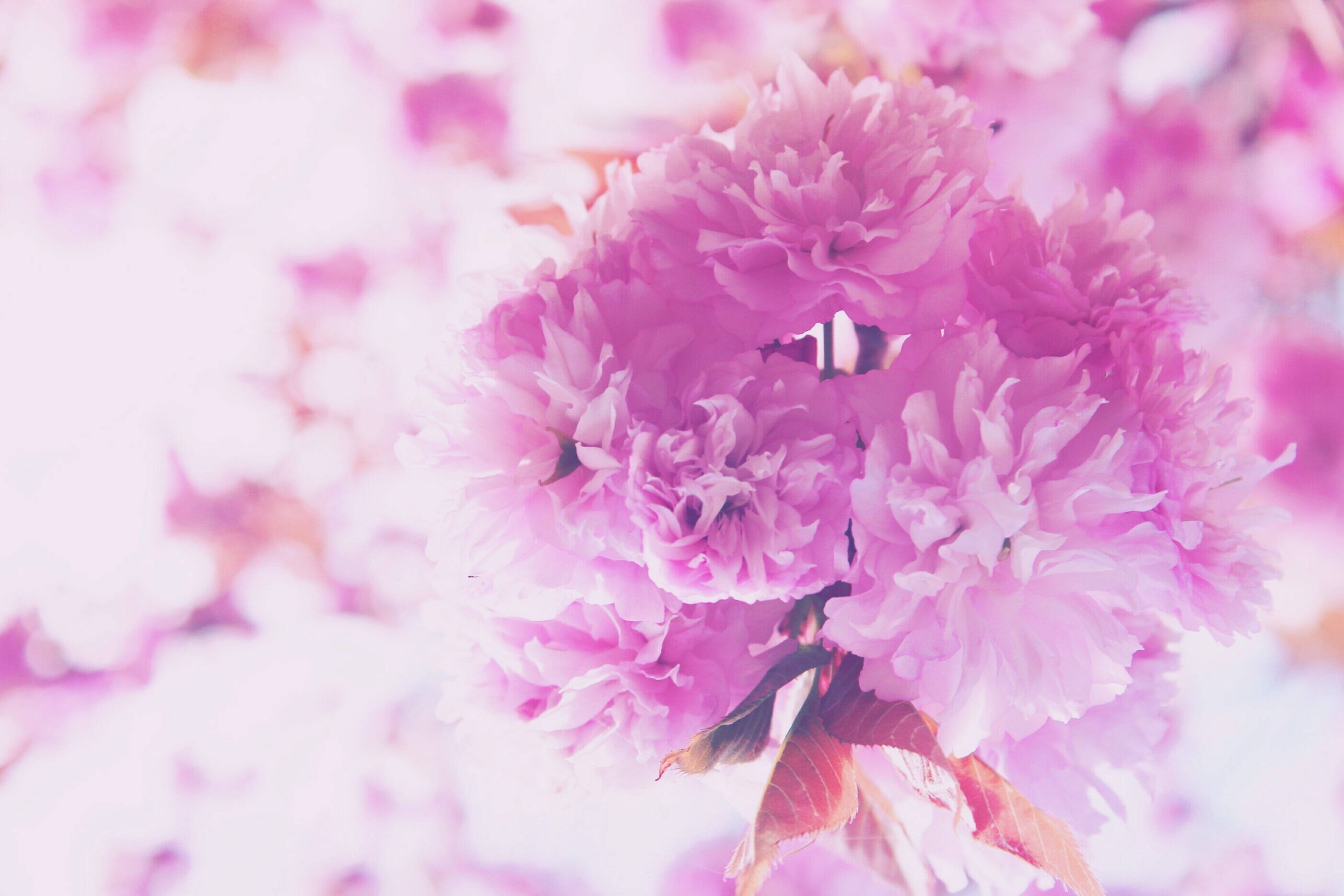 En dejlig buket lyserøde blomster Wallpapers
