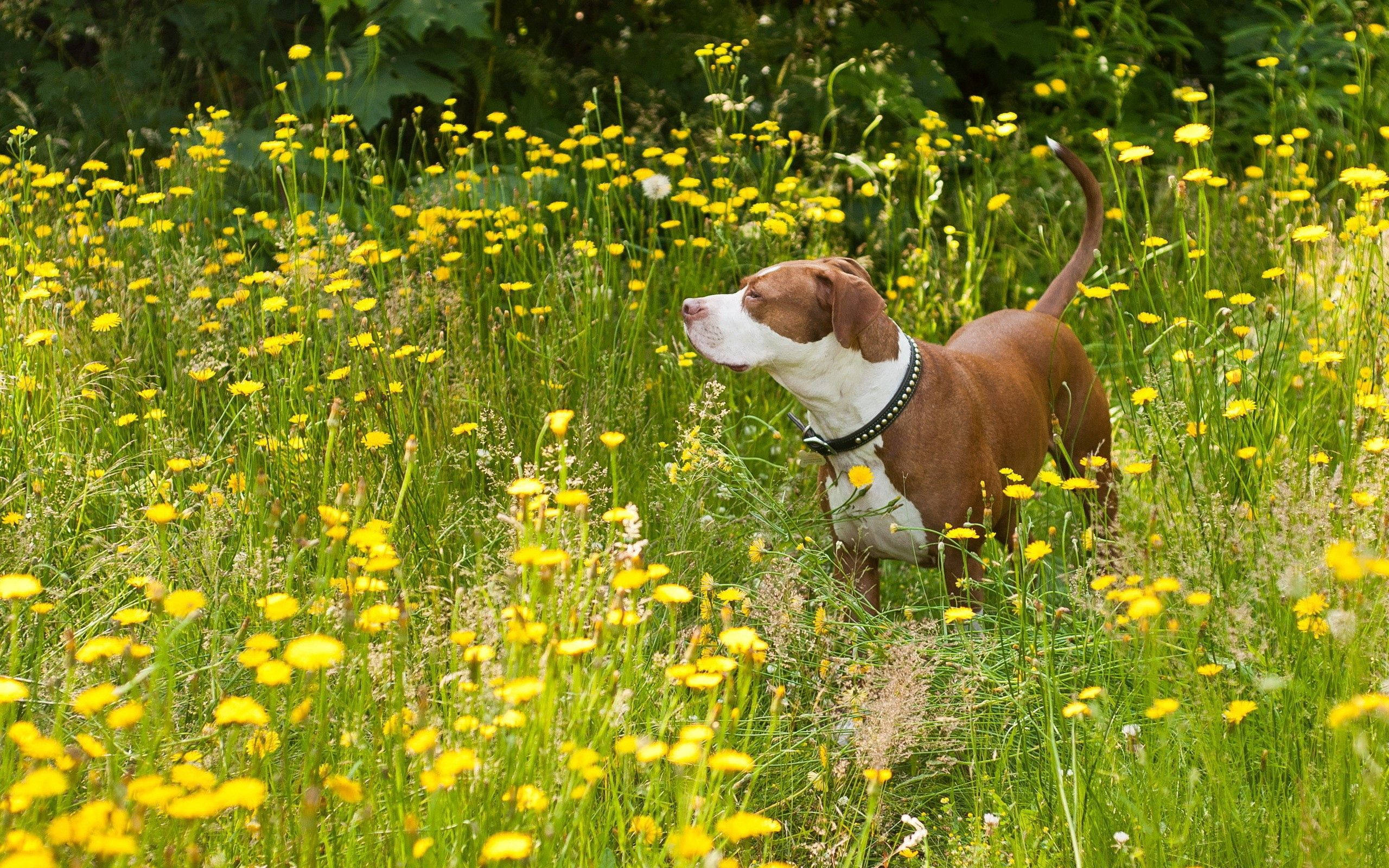 En dejlig pitbullhund, der nyder solskinsdagen i en blomstermark Wallpapers
