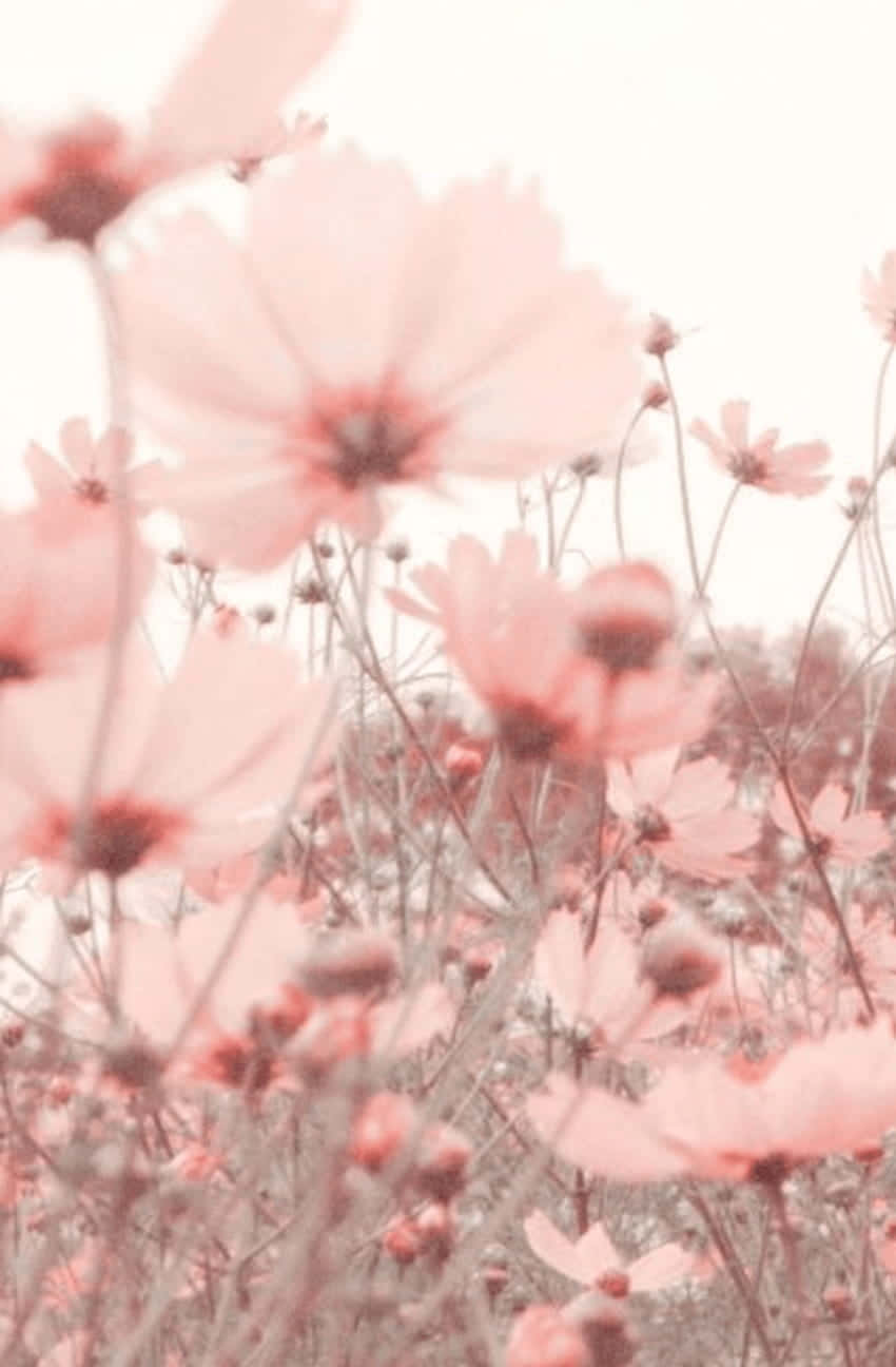 En delikat lyserød blomst med sine kronblade spredt i sollyset. Wallpapers