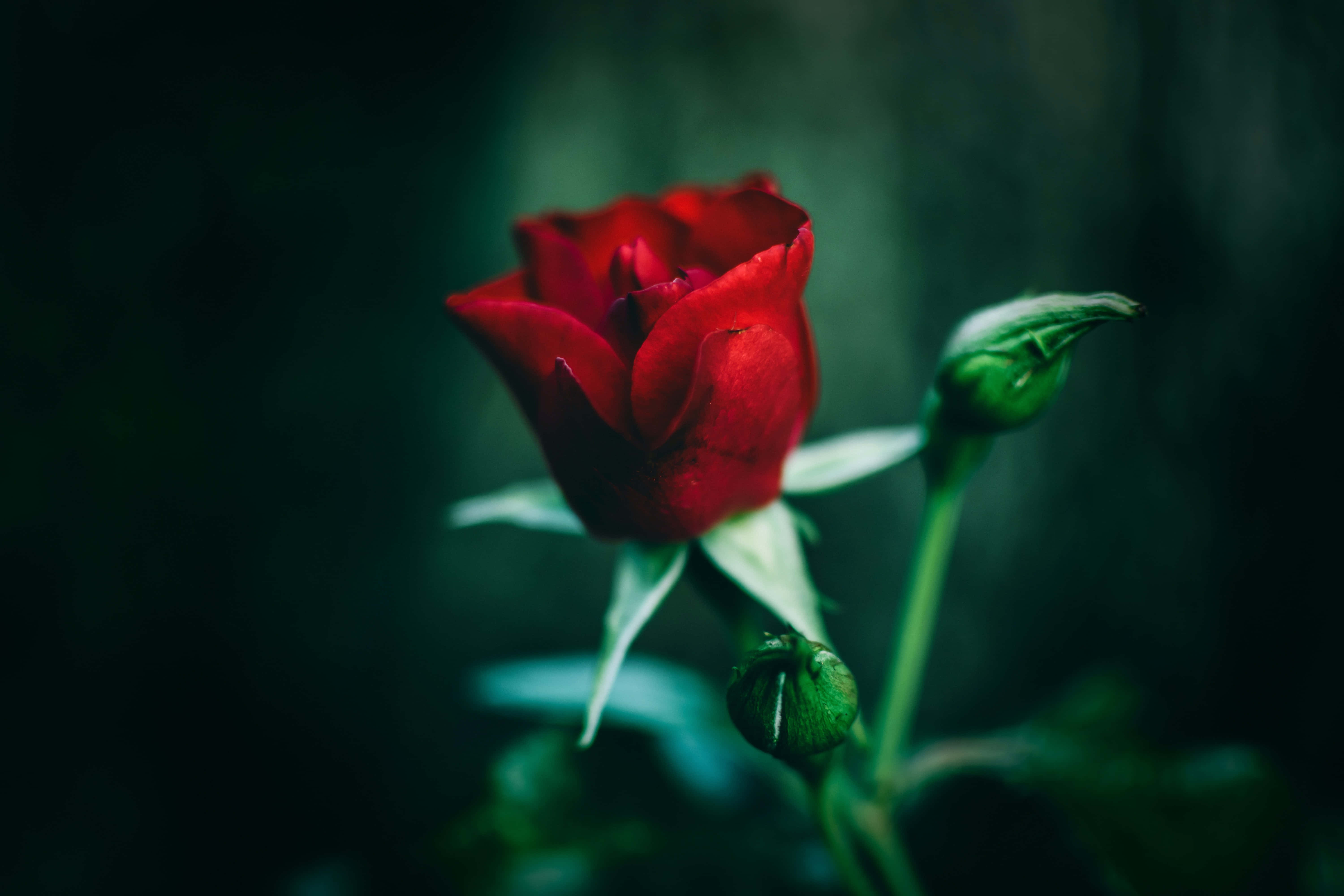 En delikat lyserød rose i fuldt flor Wallpapers