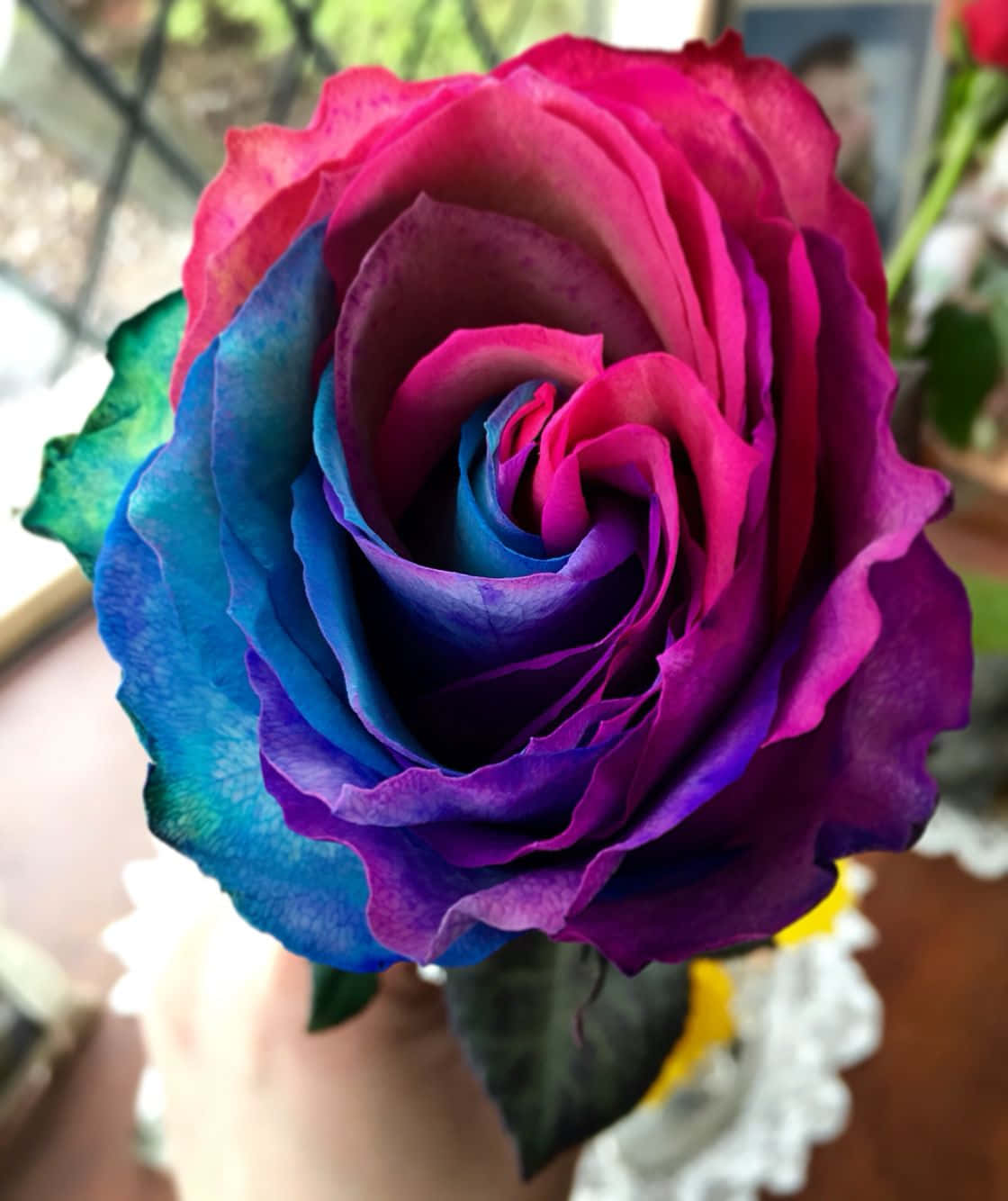 En delikat roseblomst med smukke kronblade Wallpapers