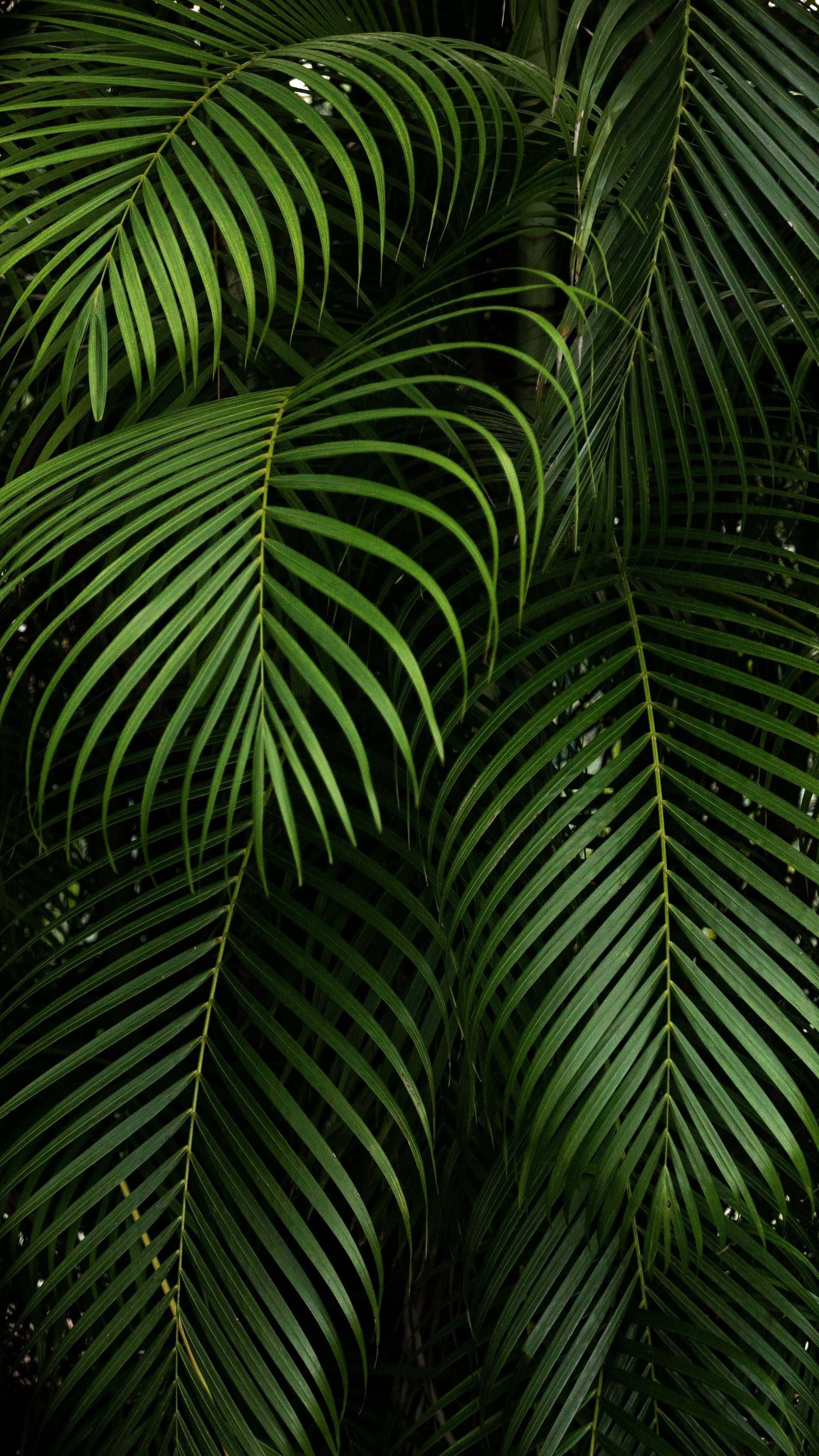 En digital baggrund, der tilføjer et æstetisk touch til din iPad. Wallpapers