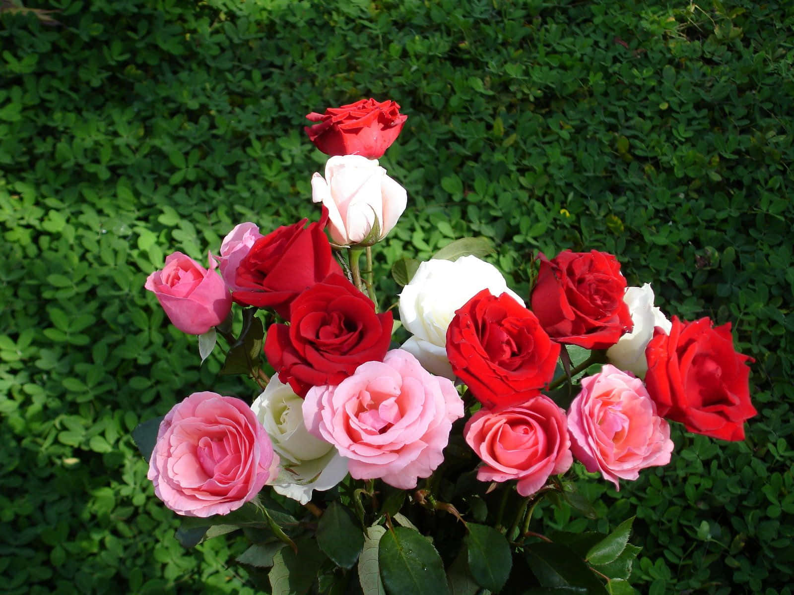 En dyb rød rose i fuldt flor Wallpapers