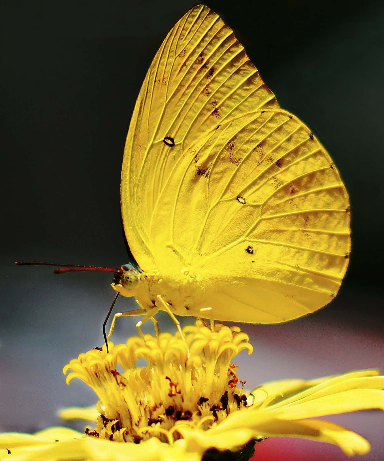 En elegant gul sommerfugl soler sig Wallpapers