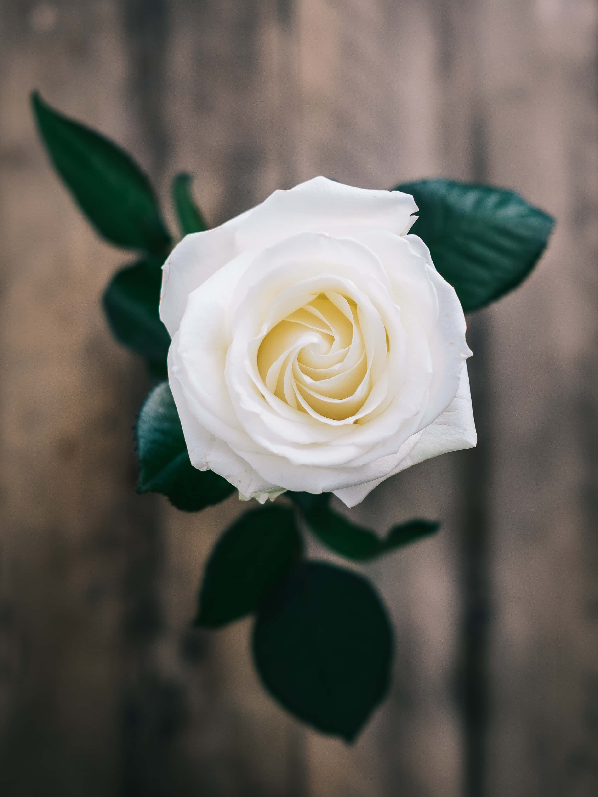 En enkelt hvid rose står mod en abstrakt baggrund Wallpapers
