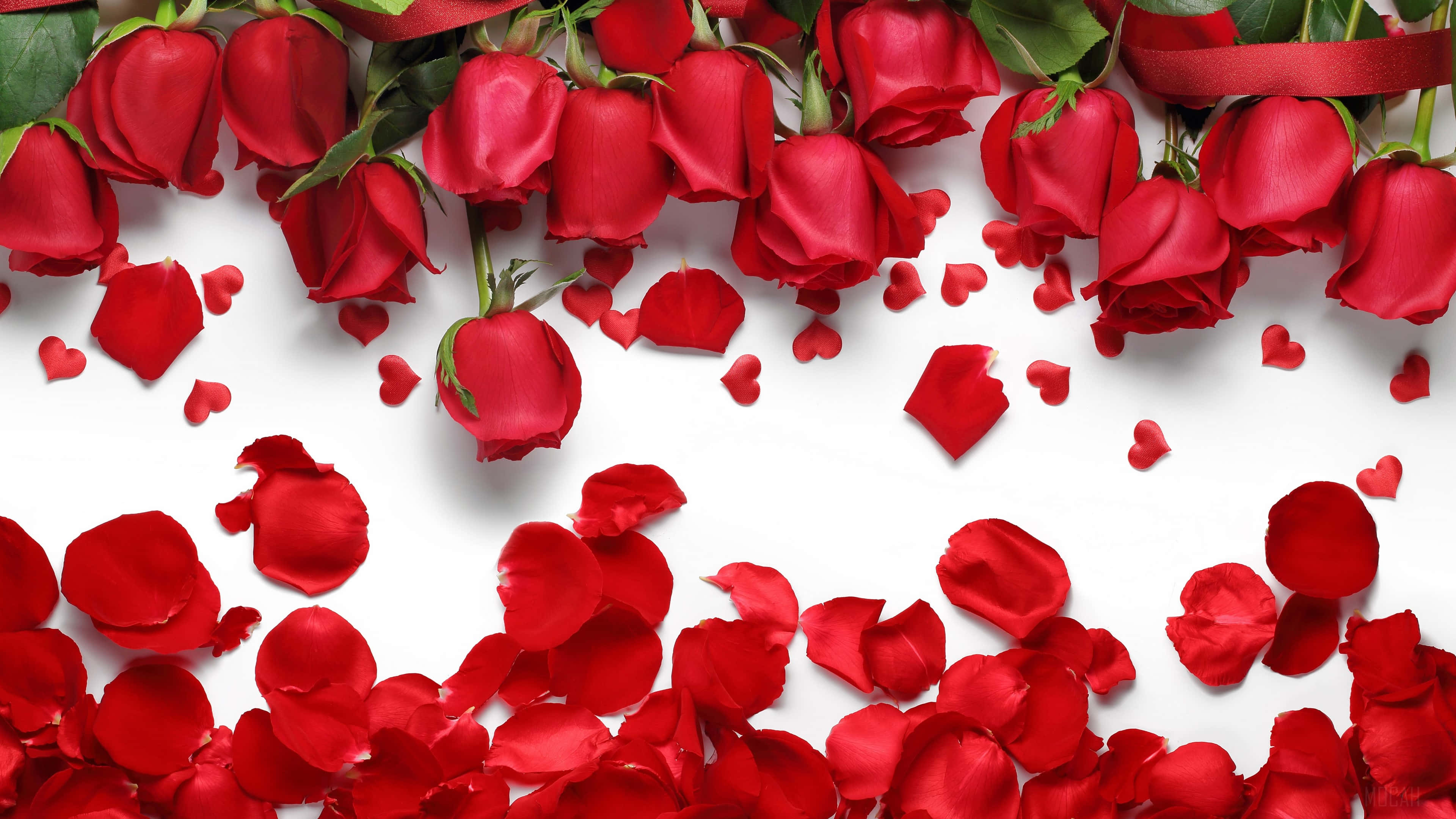 En enkelt rød rose i fuld blomst. Wallpapers