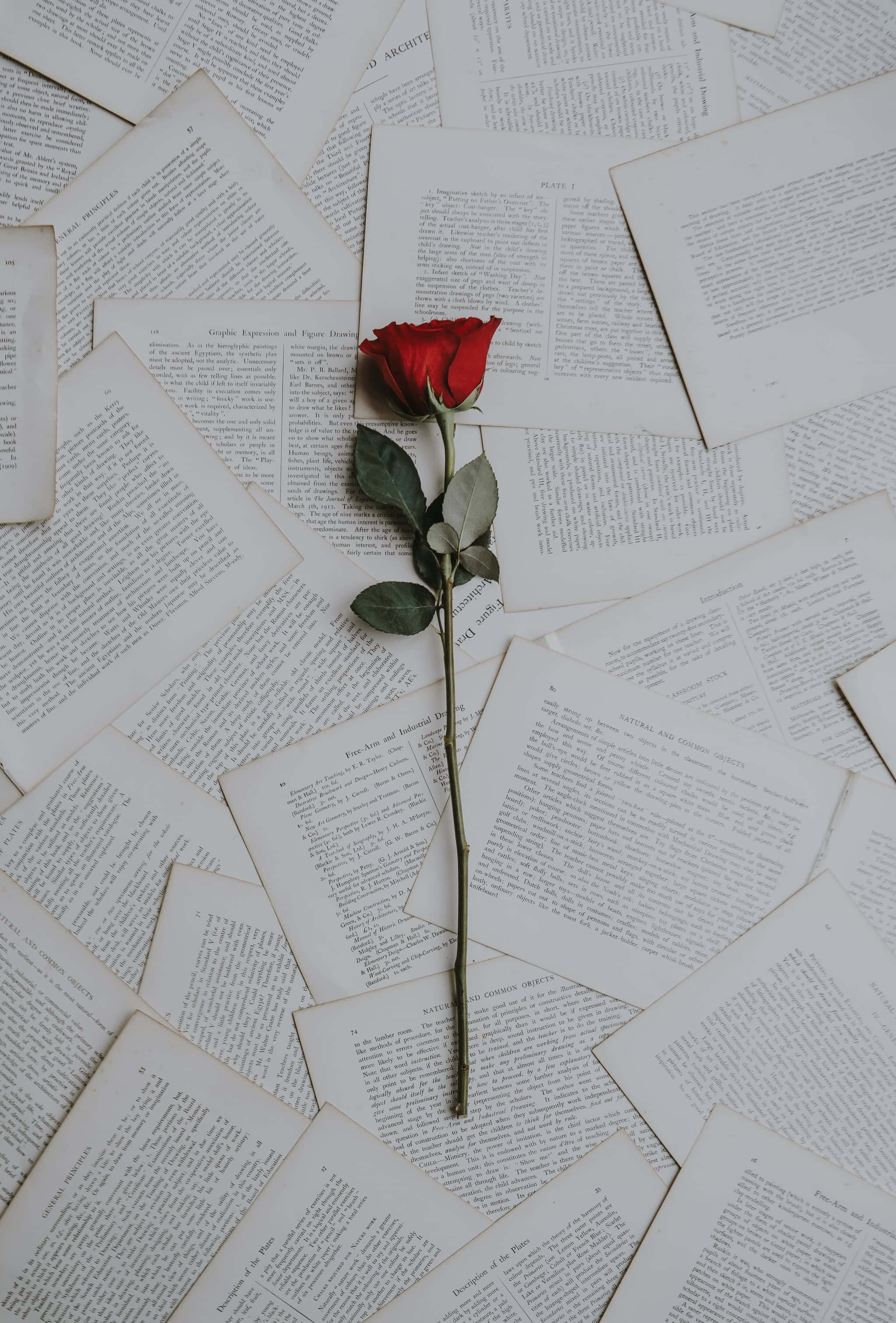 en enkelt rød rose på en bunke bøger Wallpapers