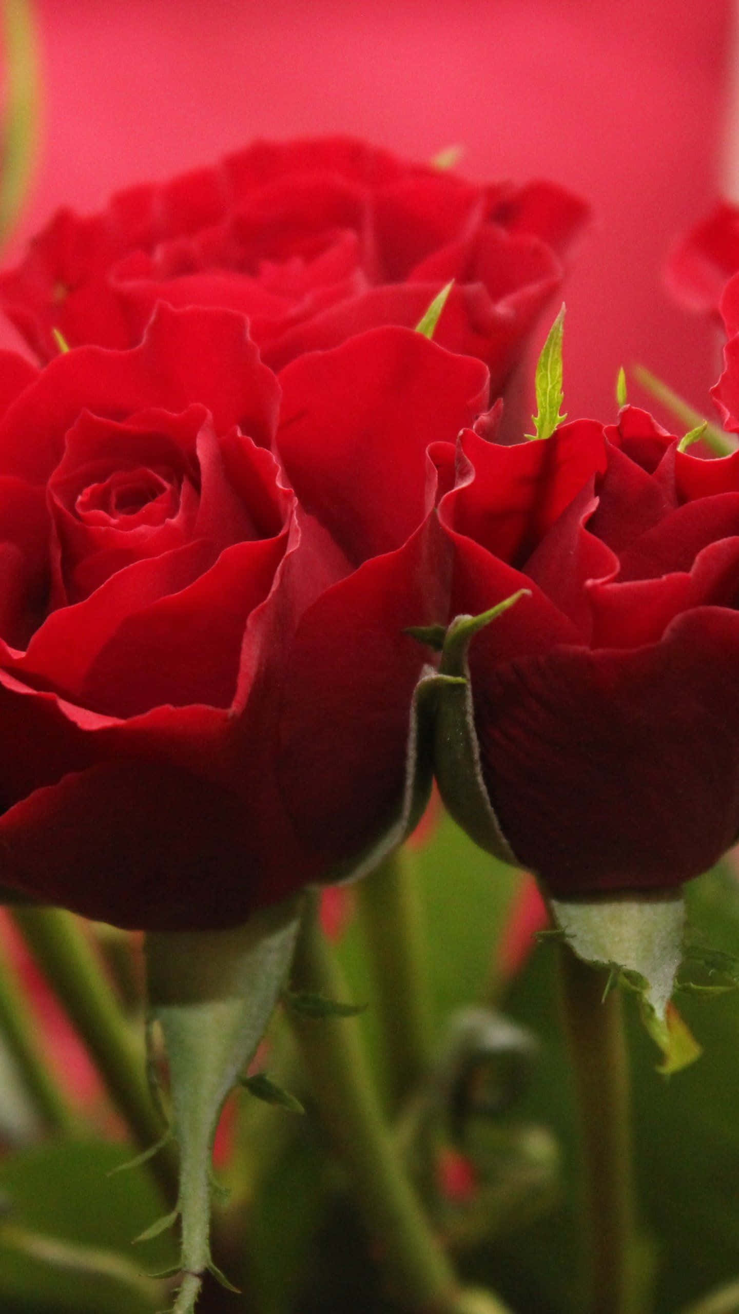 En enkelt rose i blomst Wallpapers