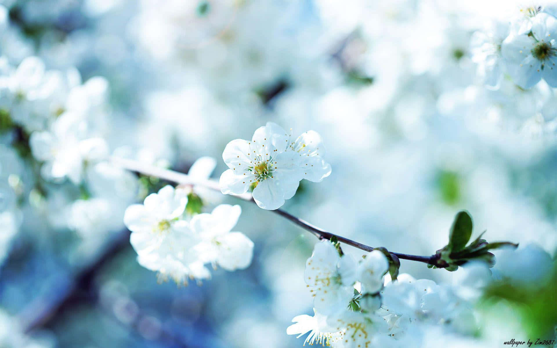 En ensom, smuk blomst, der blomstrer på marken Wallpapers