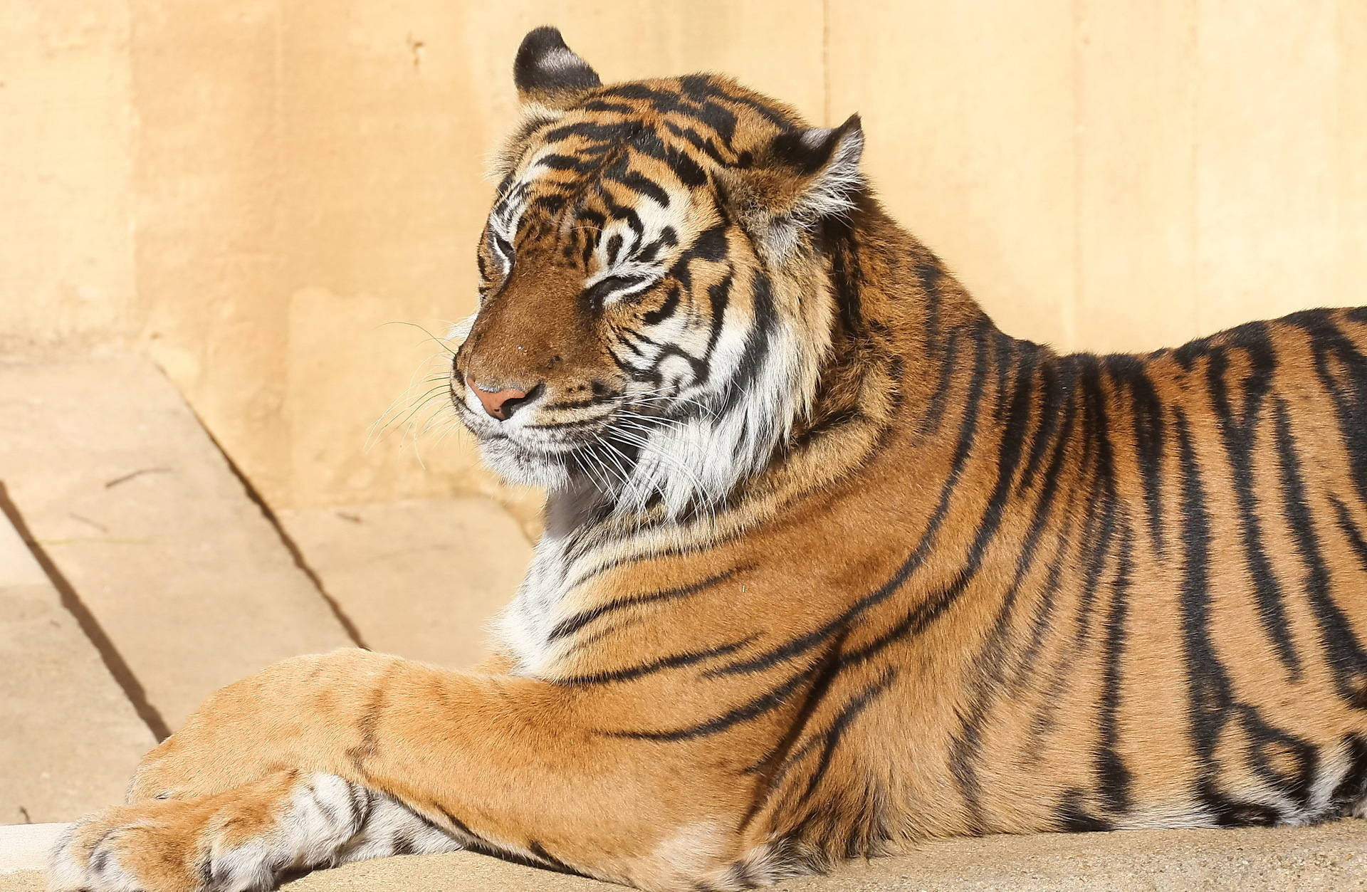 En fantastisk bengalsk tiger, der sidder smukt i naturen Wallpapers
