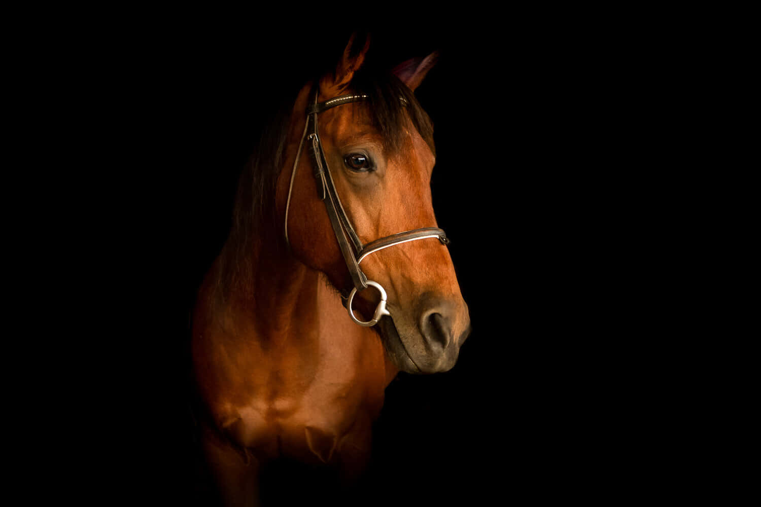 En fantastisk Paint Horse mod en solnedgang Wallpapers