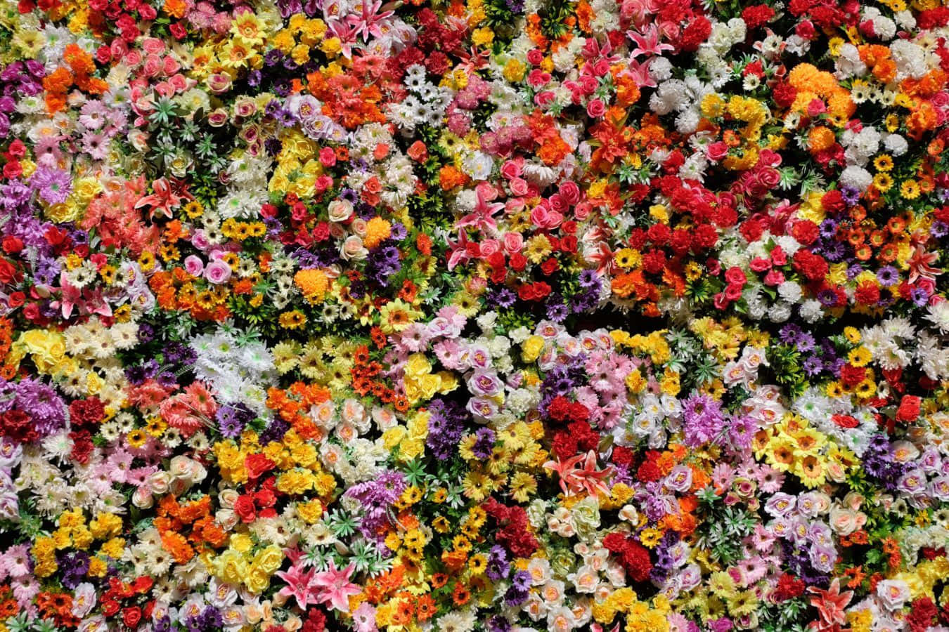 En fantastisk smuk blomst Wallpapers