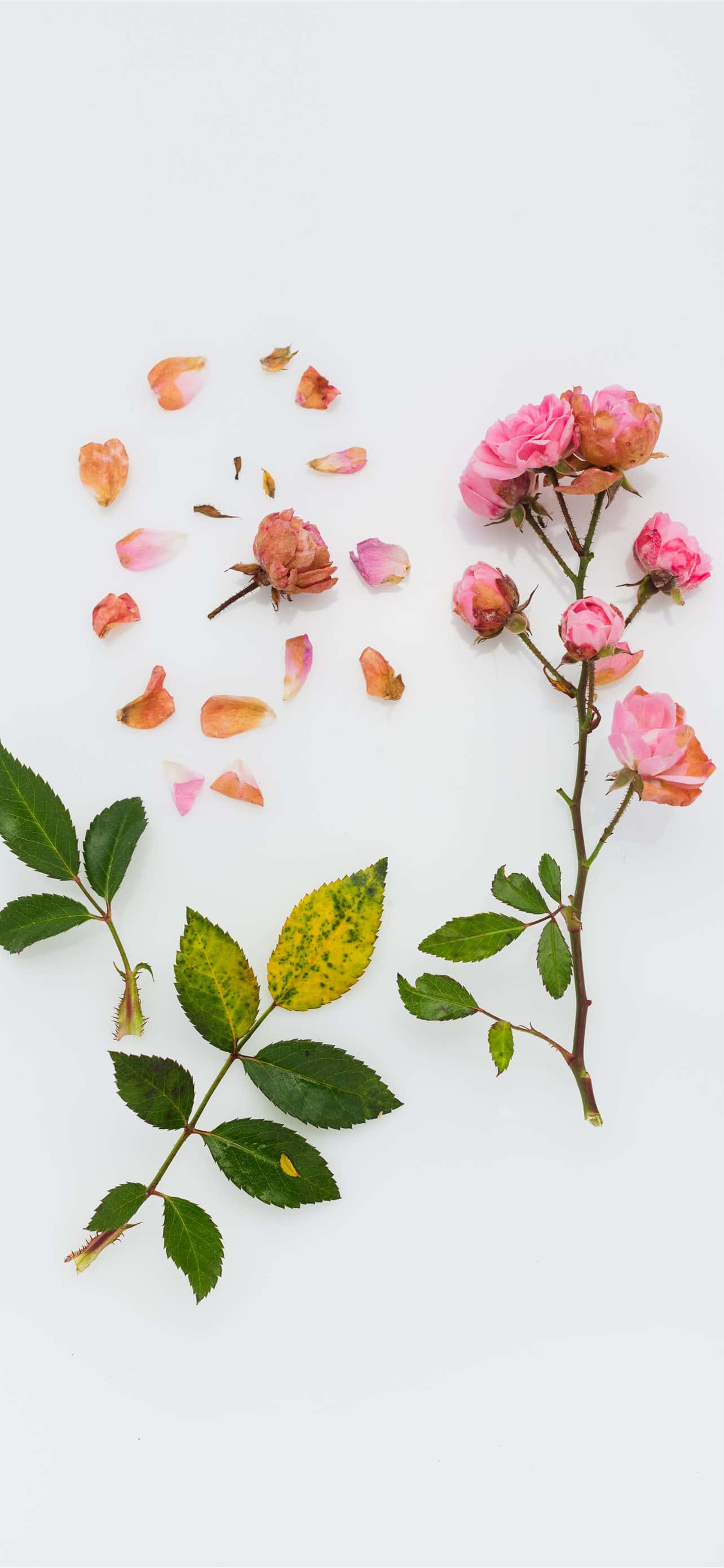 En farverig og livlig smuk blomst i fuldt flor Wallpapers