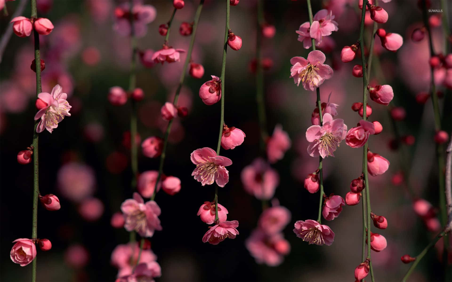 En farverig sommer med lyserøde blomster Wallpapers