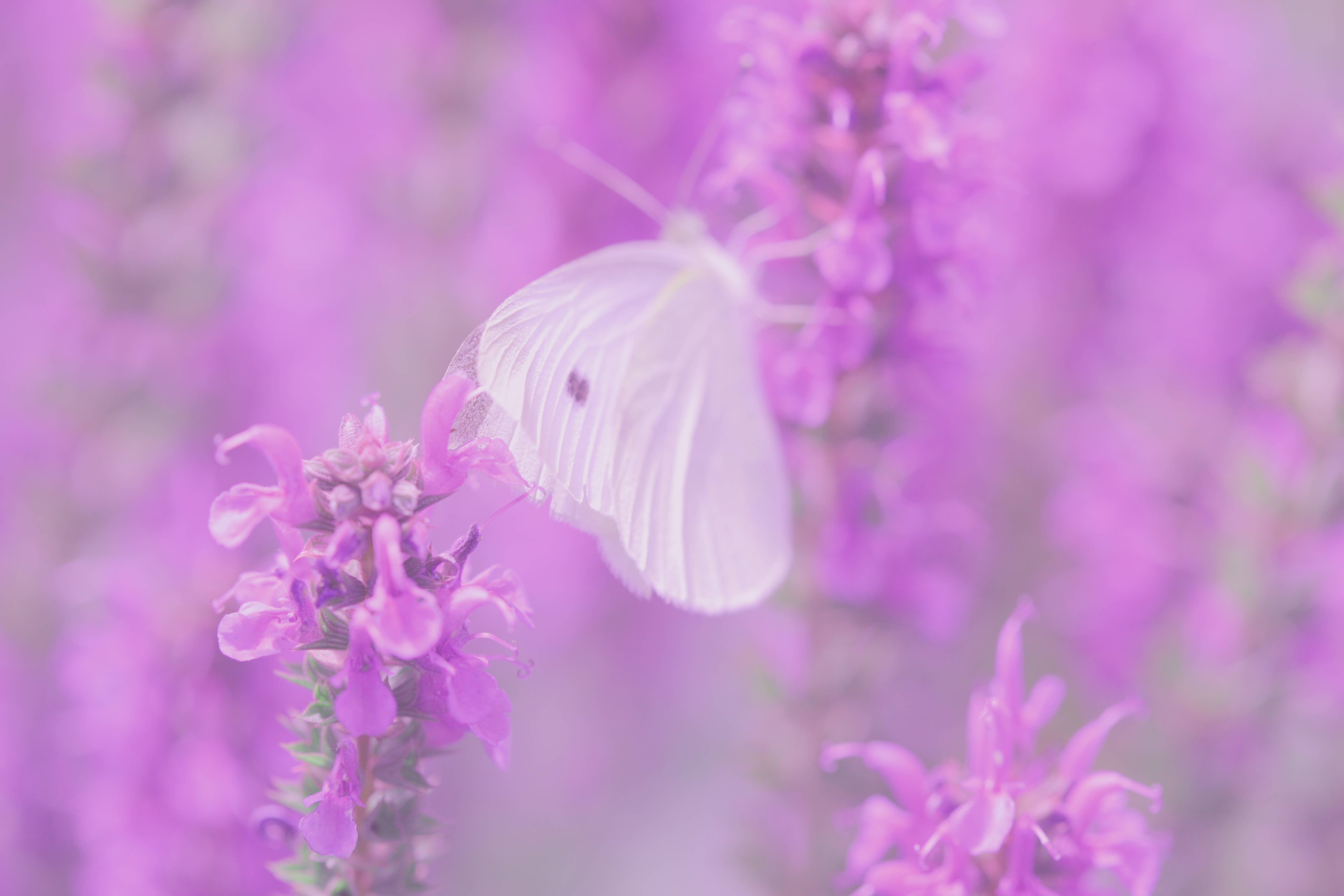 En farverig sommerfugl siddende på syrenblomster Wallpapers