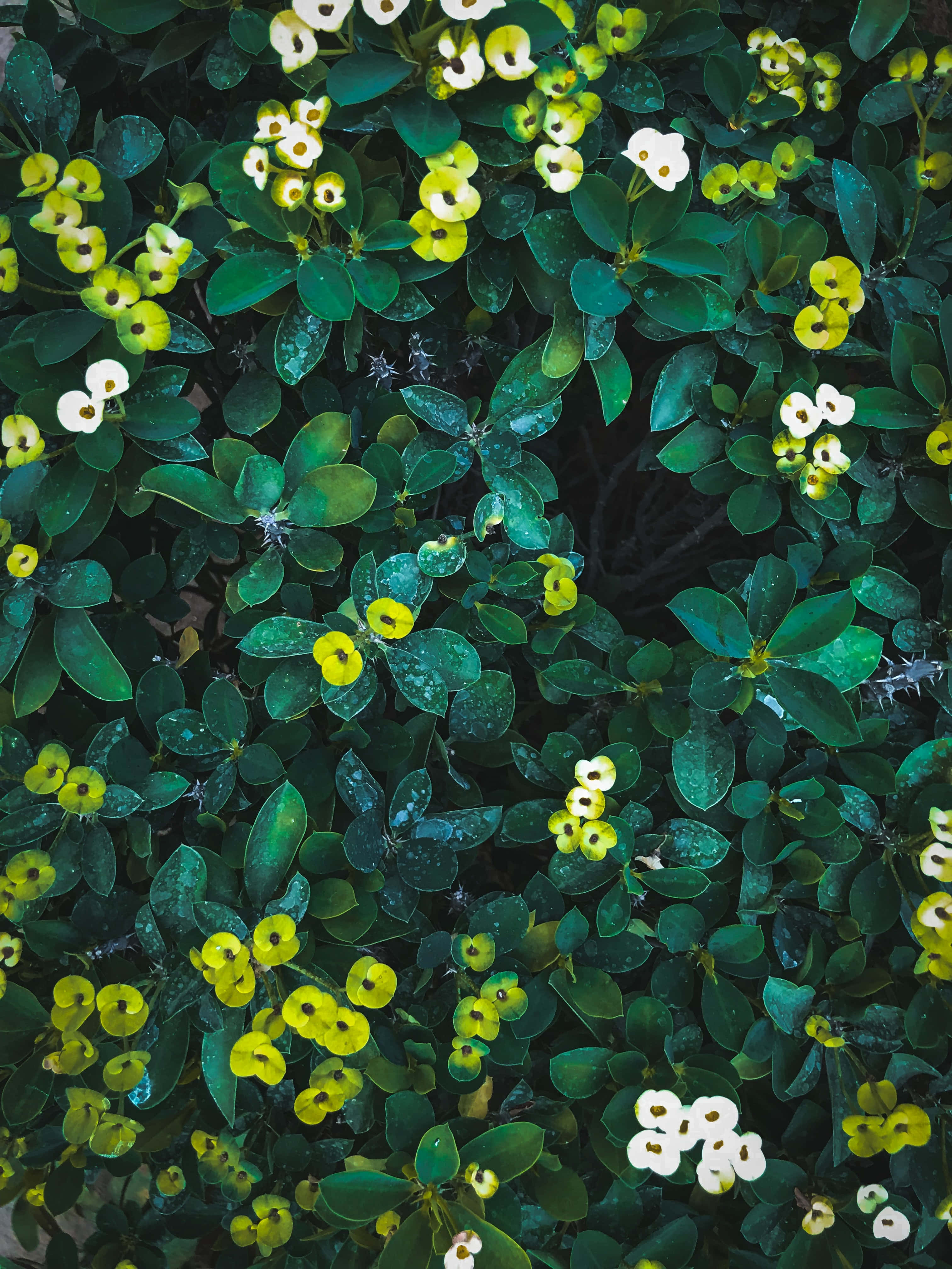 En fascinerende grøn blomst i sit naturlige miljø. Wallpapers