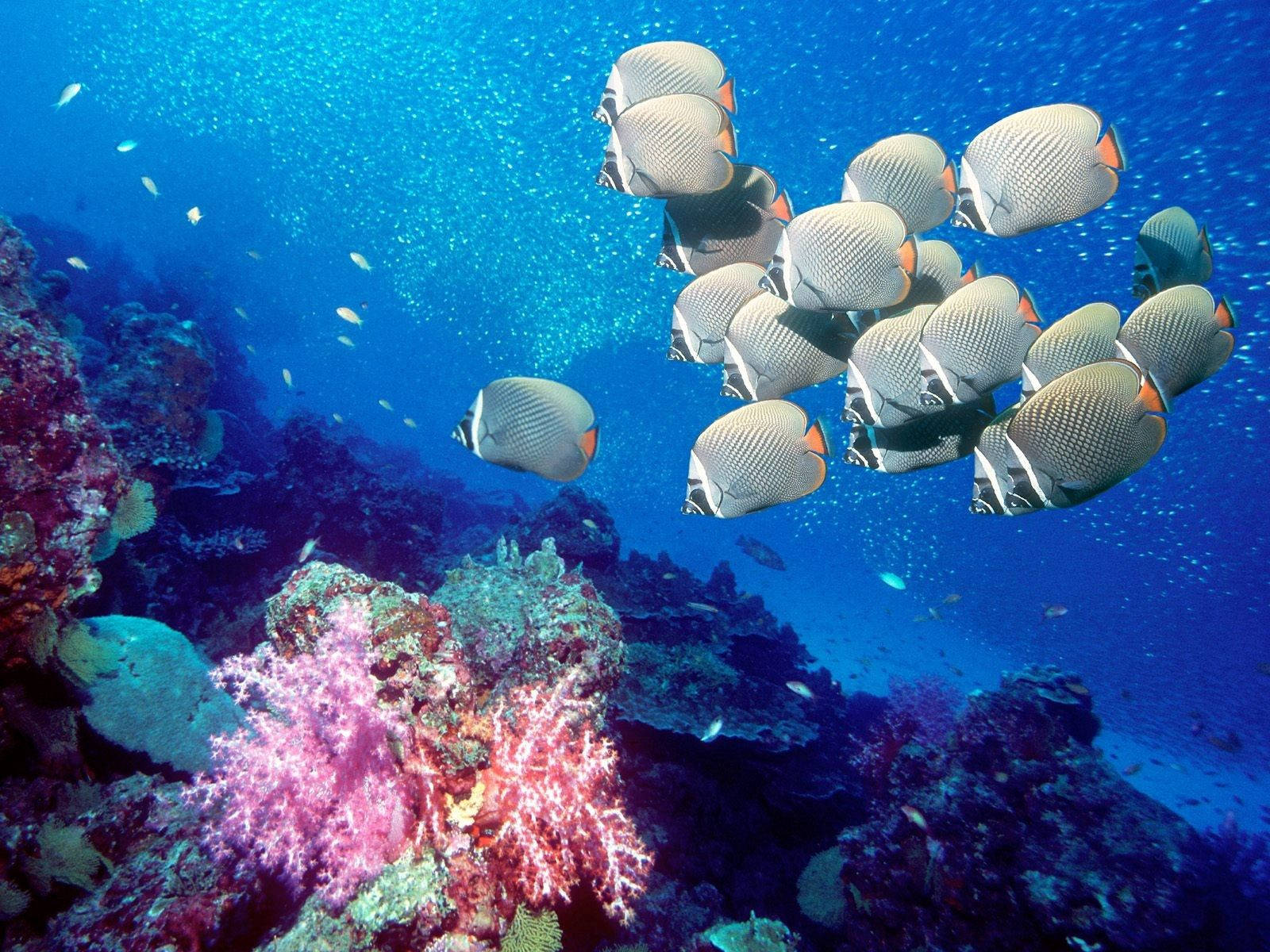 En fiskestime og levende koraller svømmer gennem havdybet Wallpapers