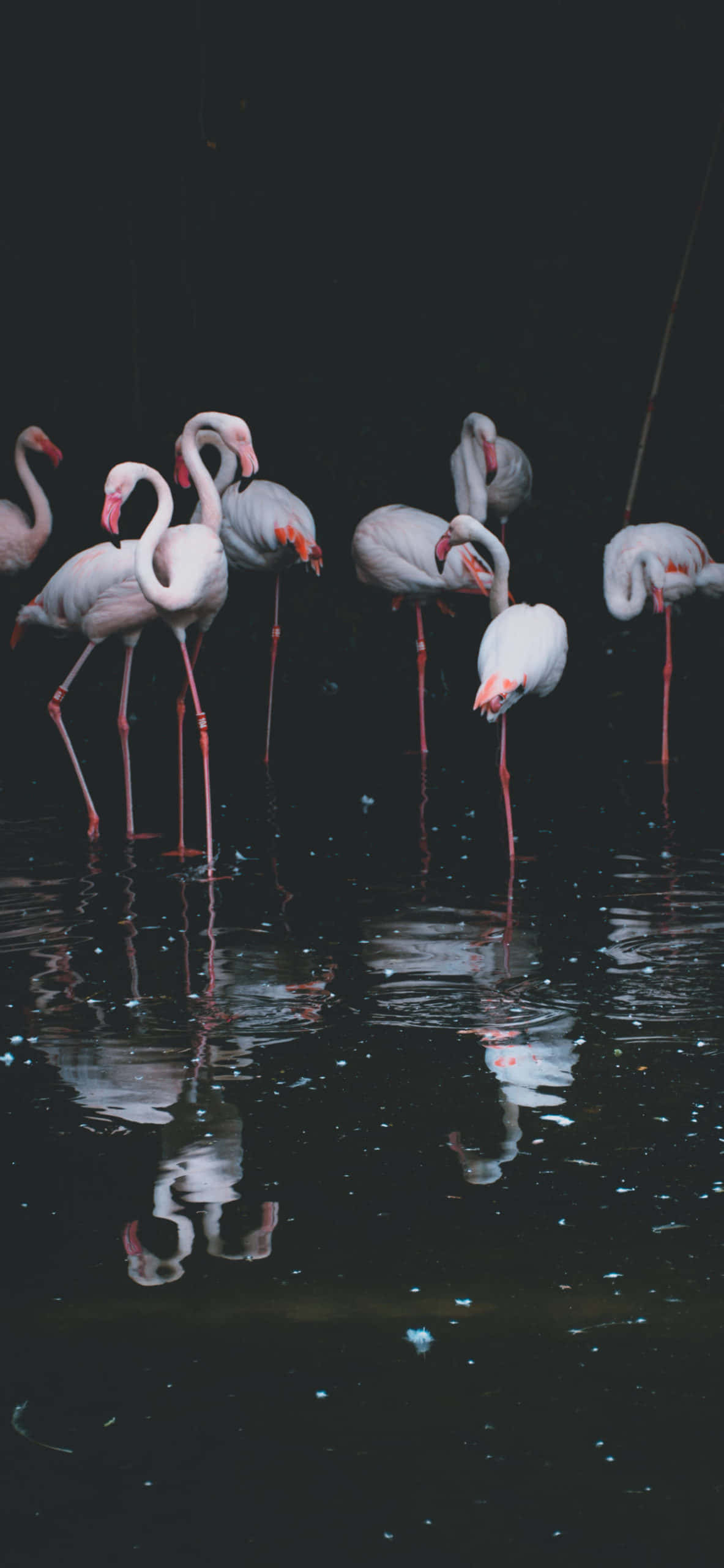 En flamingo, der letter Wallpapers
