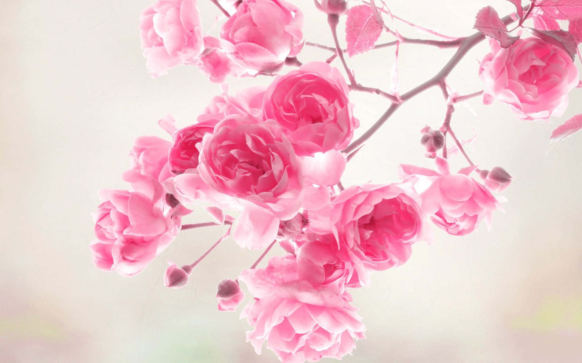 En forårstid med bløde lyserøde blomster Wallpapers