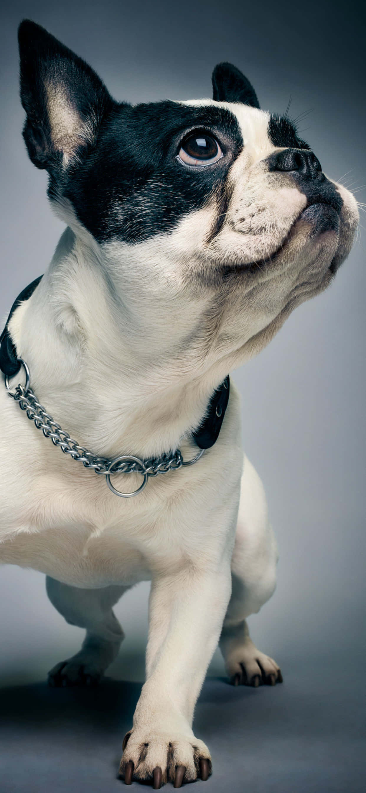 En fransk bulldog nyder en solrig eftermiddag. Wallpapers
