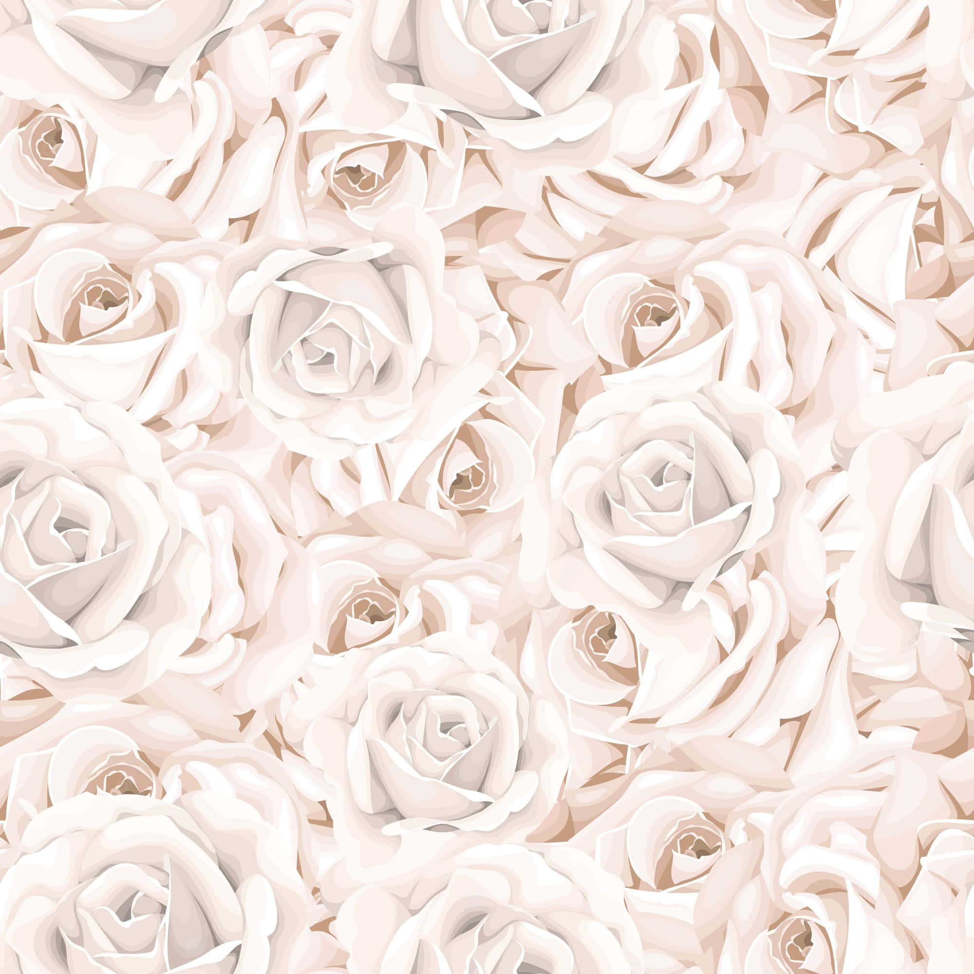 En fredfyldt hvid rose i fuldt flor Wallpapers