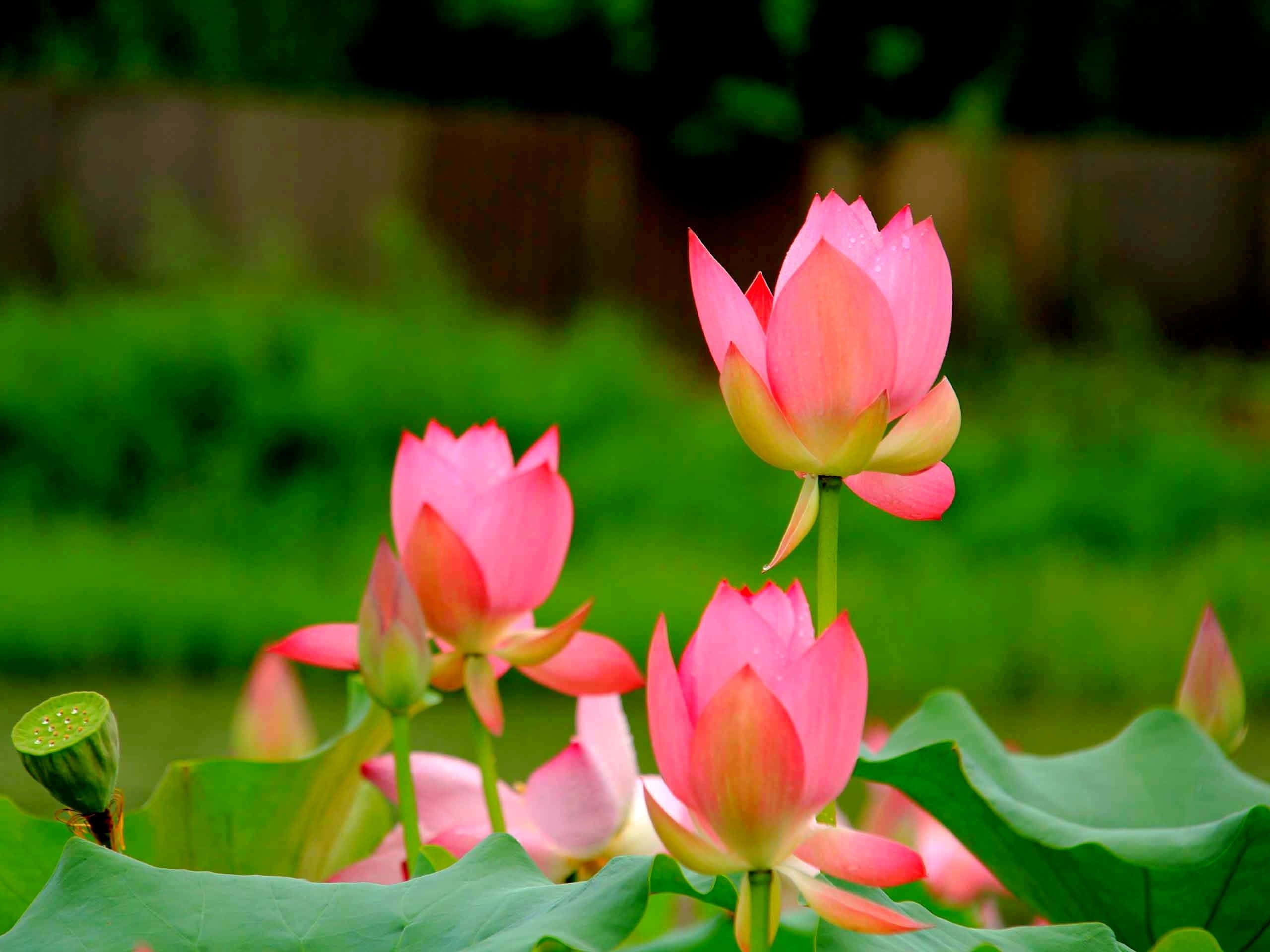 En fredfyldt lotusblomst i fuldt flor Wallpapers