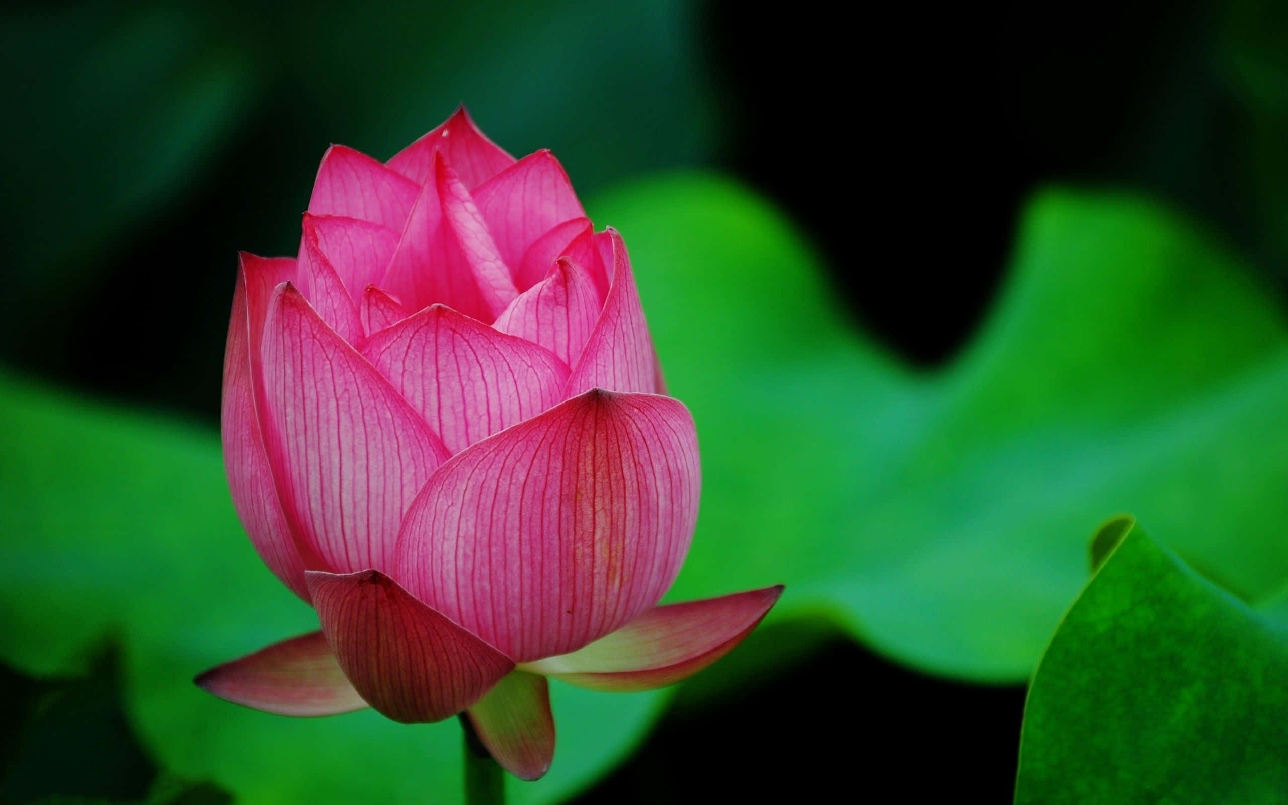 En frisk lotusblomst, der blomstrer i strømmen Wallpapers