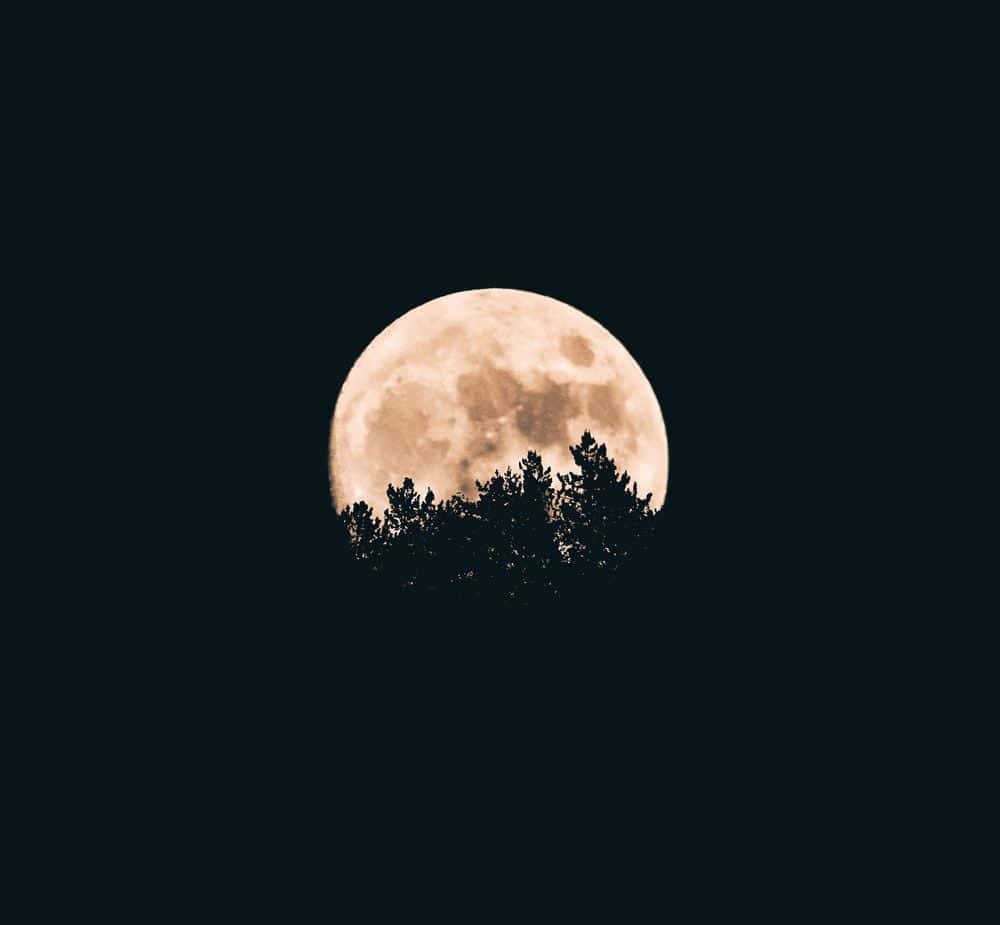 En fuldmåne ses gennem træer i mørket Wallpapers