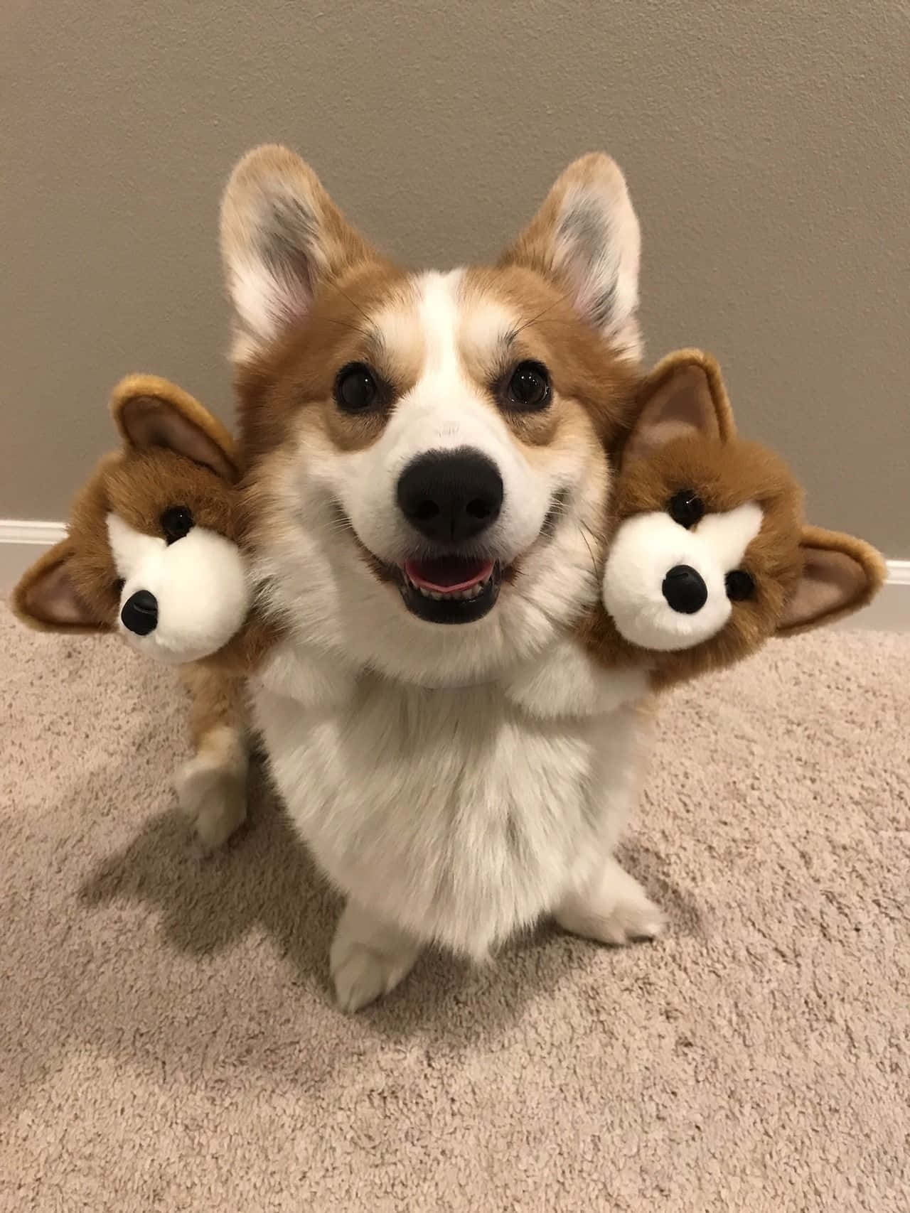 En glad corgi, der nyder en perfekt dag! Wallpapers
