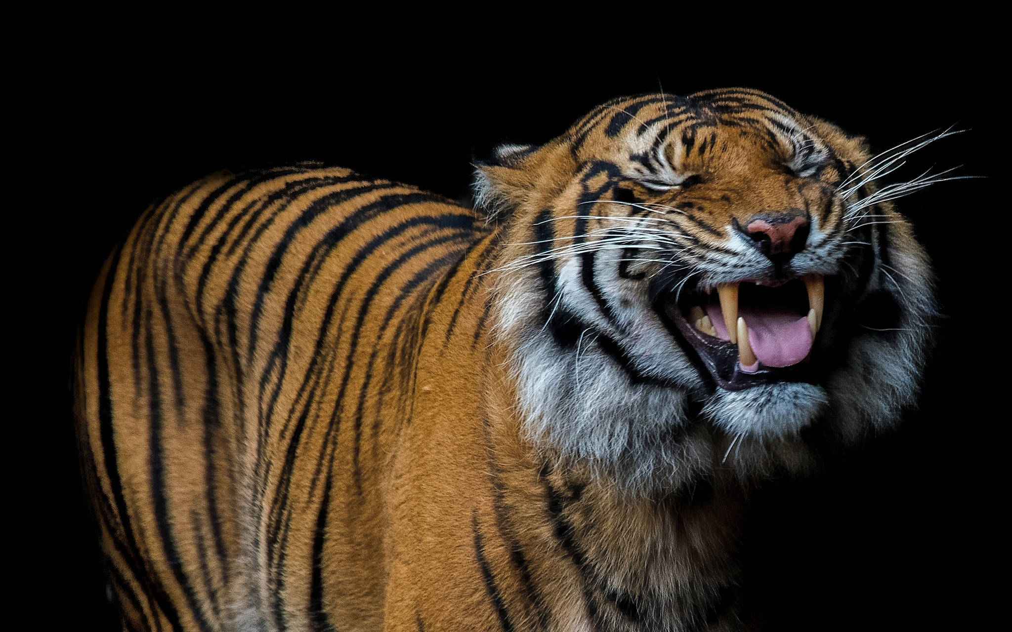 En glad tiger smiler til kameraet Wallpapers