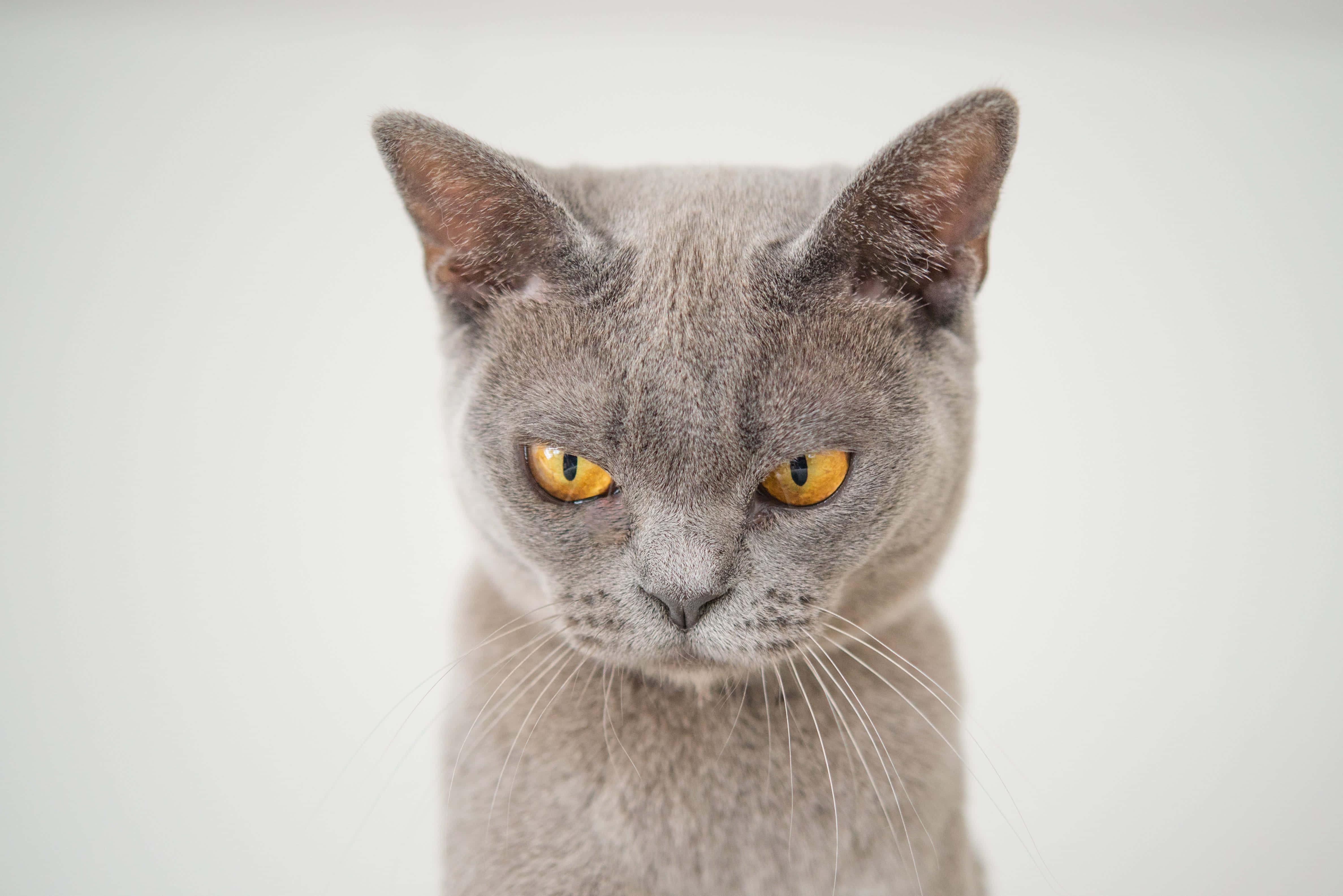 en grå kat med gule øjne kigger på kameraet Wallpapers