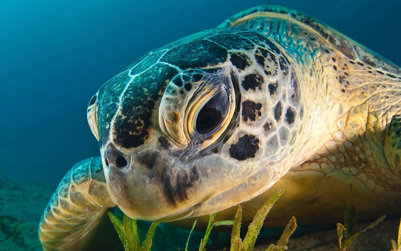 en grøn skildpadde svømmer i havet Wallpapers