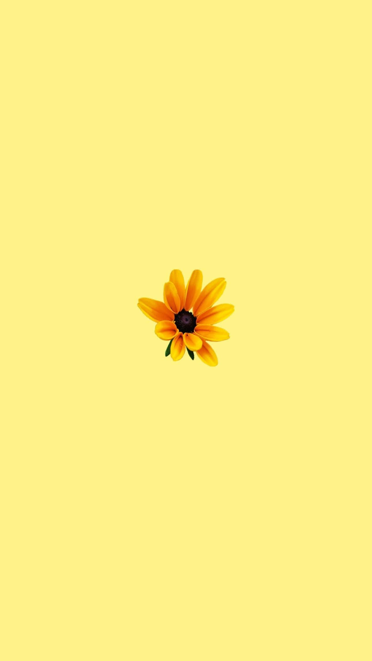 en gul blomst på en gul baggrund Wallpapers