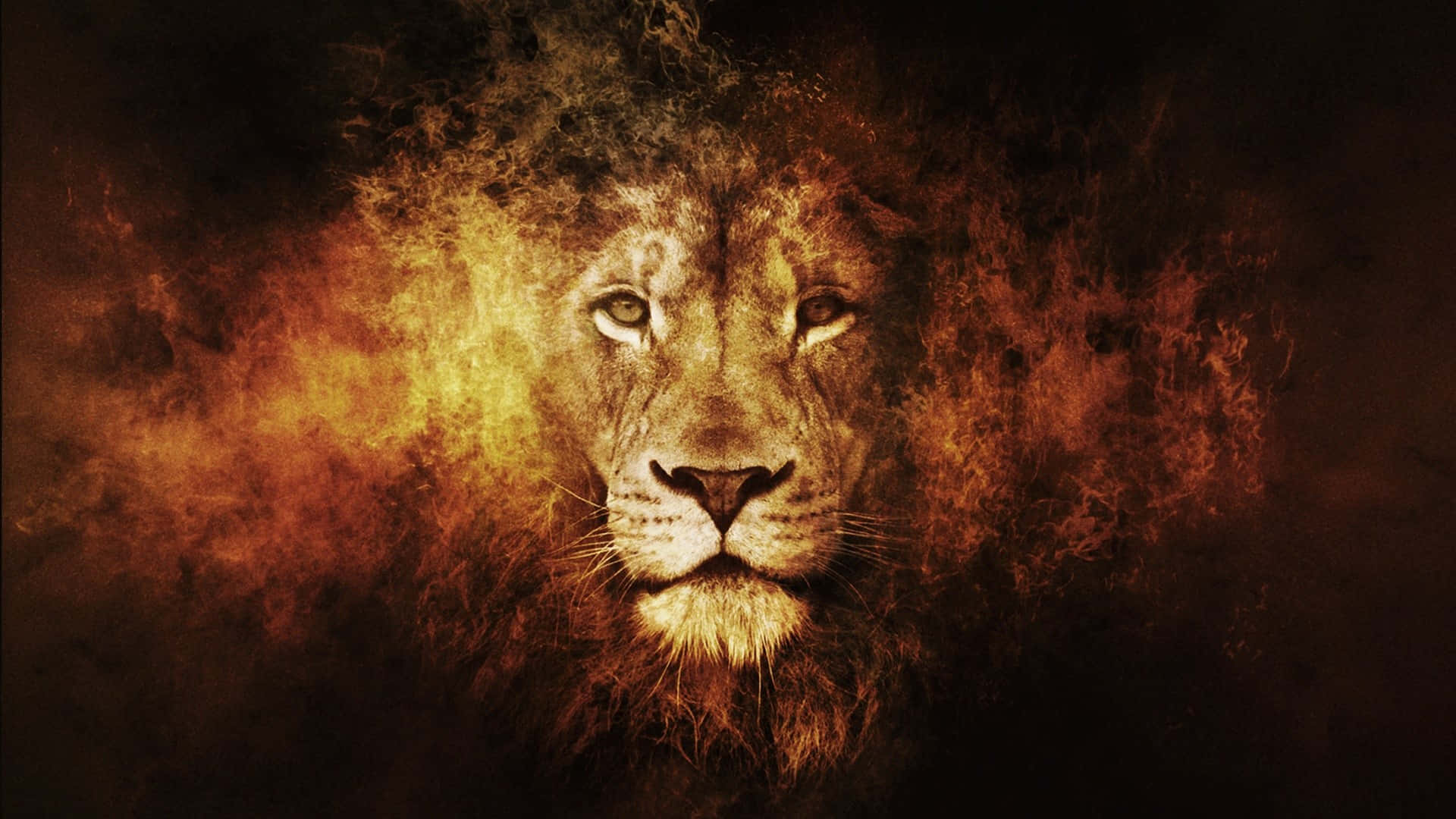En hanløve fra Afrika i sit naturlige habitat Wallpapers