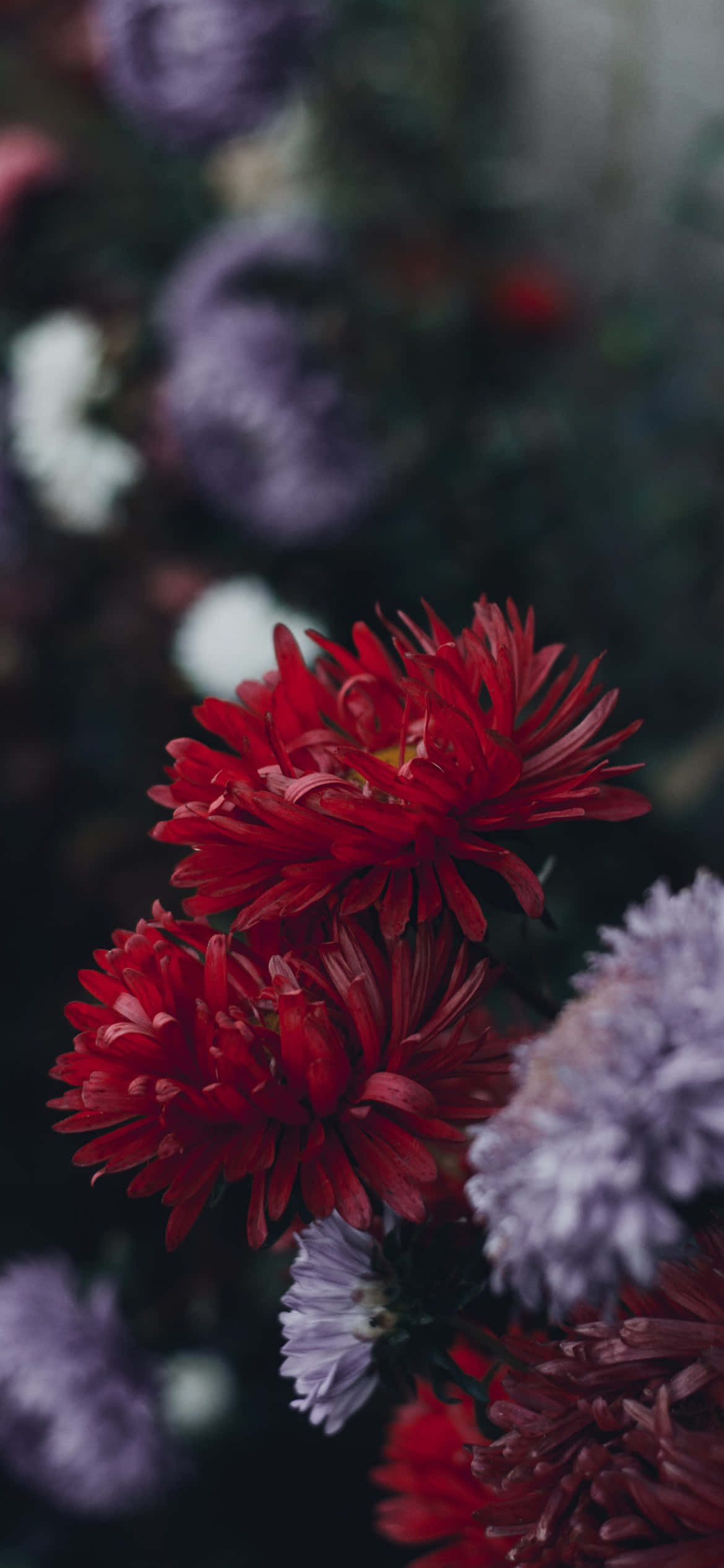 En have fuld af smukke blomster, perfekt som iPhone-baggrund Wallpapers