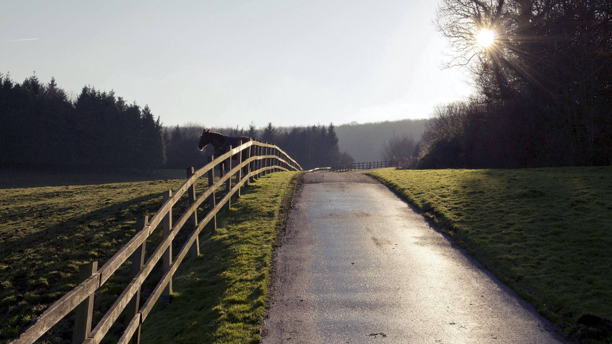 En hest, der hviler sig ved sit hegn Wallpapers