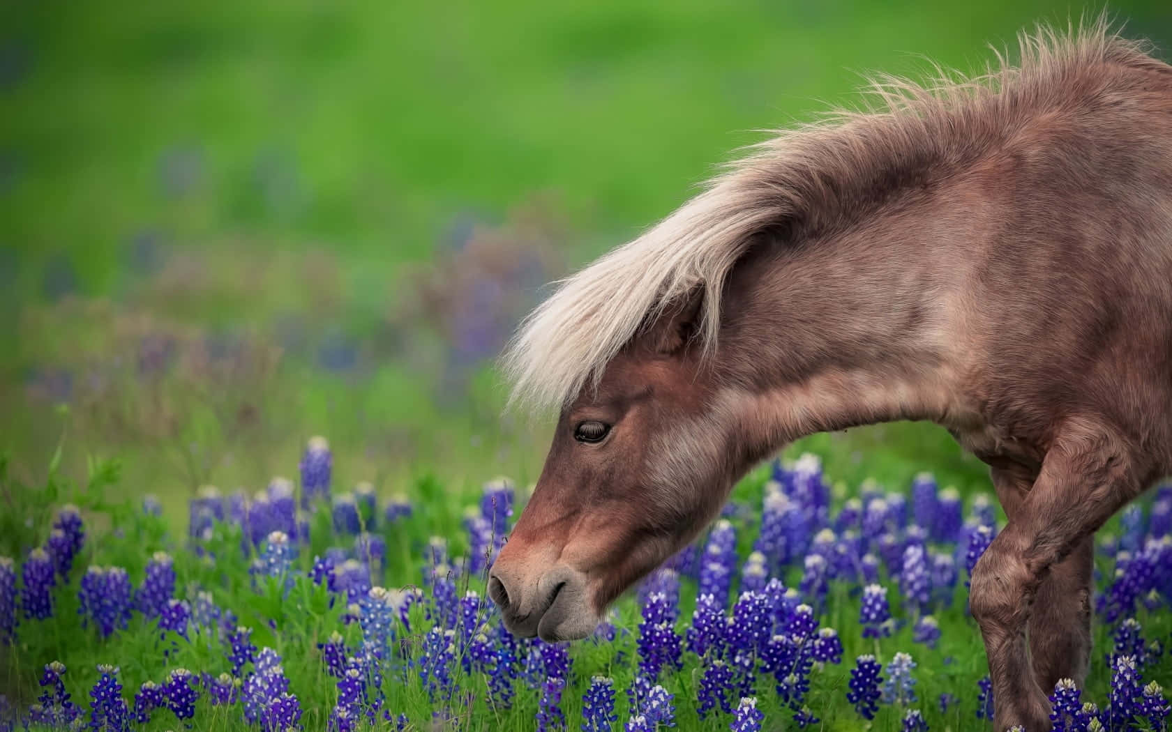en hest græsser på en mark med blåhat Wallpapers