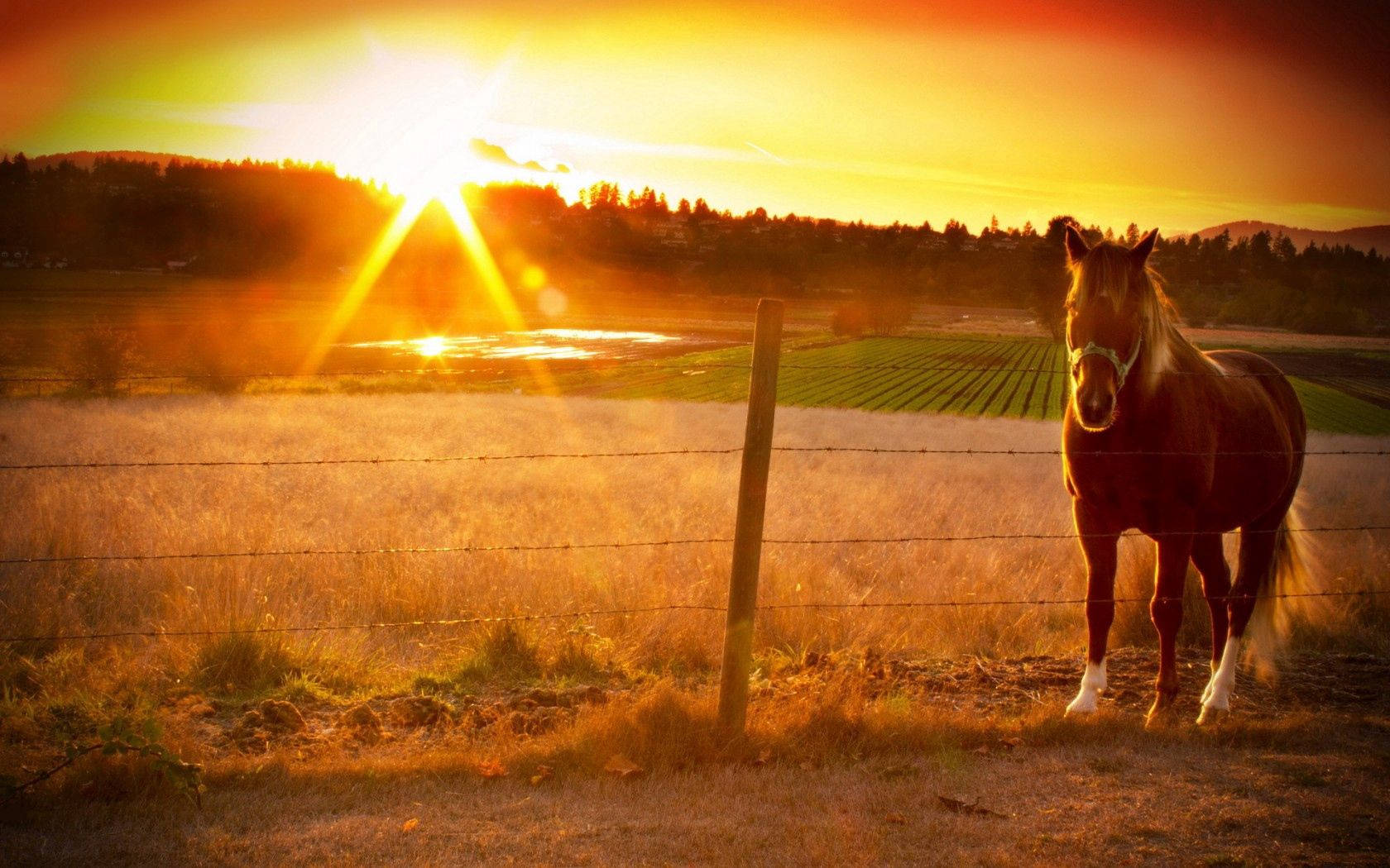 En hest i fredfyldt ro, når solen går ned Wallpapers