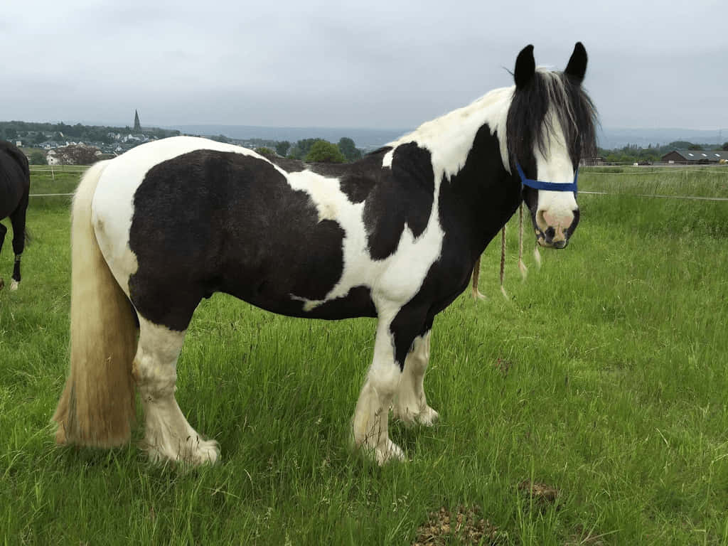 en hest stående på en mark Wallpapers